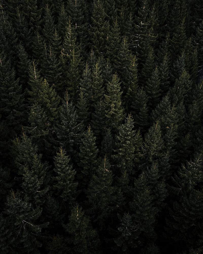 800x1000 Forest, aerial view, pines, trees, needles, HD phone wallpaper