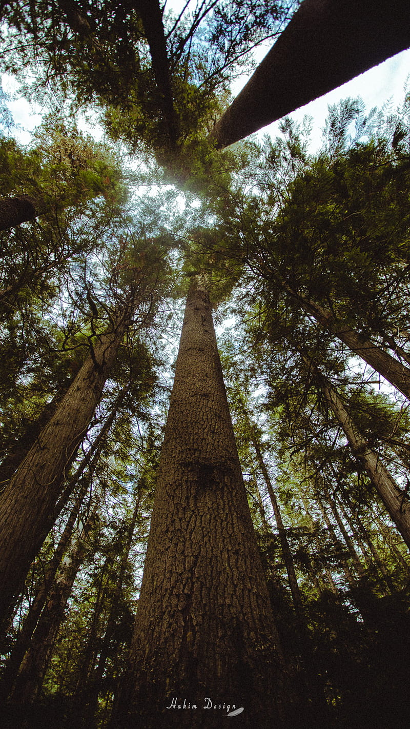 800x1422 Chill, infinity, nature, sky, spring, top, top view, tree, view, wood, HD phone wallpaper