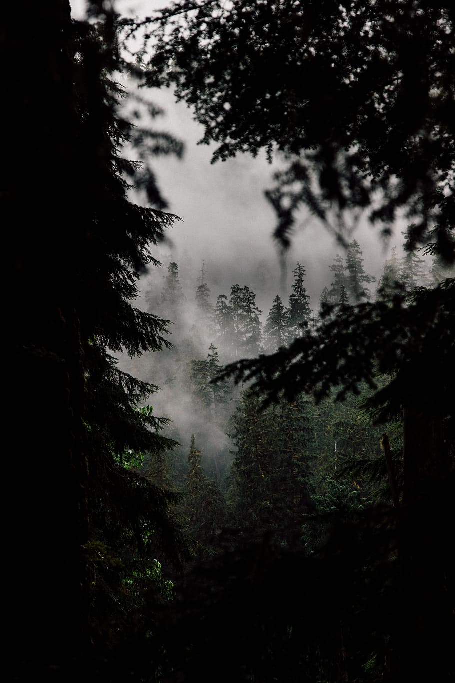 910x1365 top, view, forest, tree, mist, fog, silhouette, outdoors