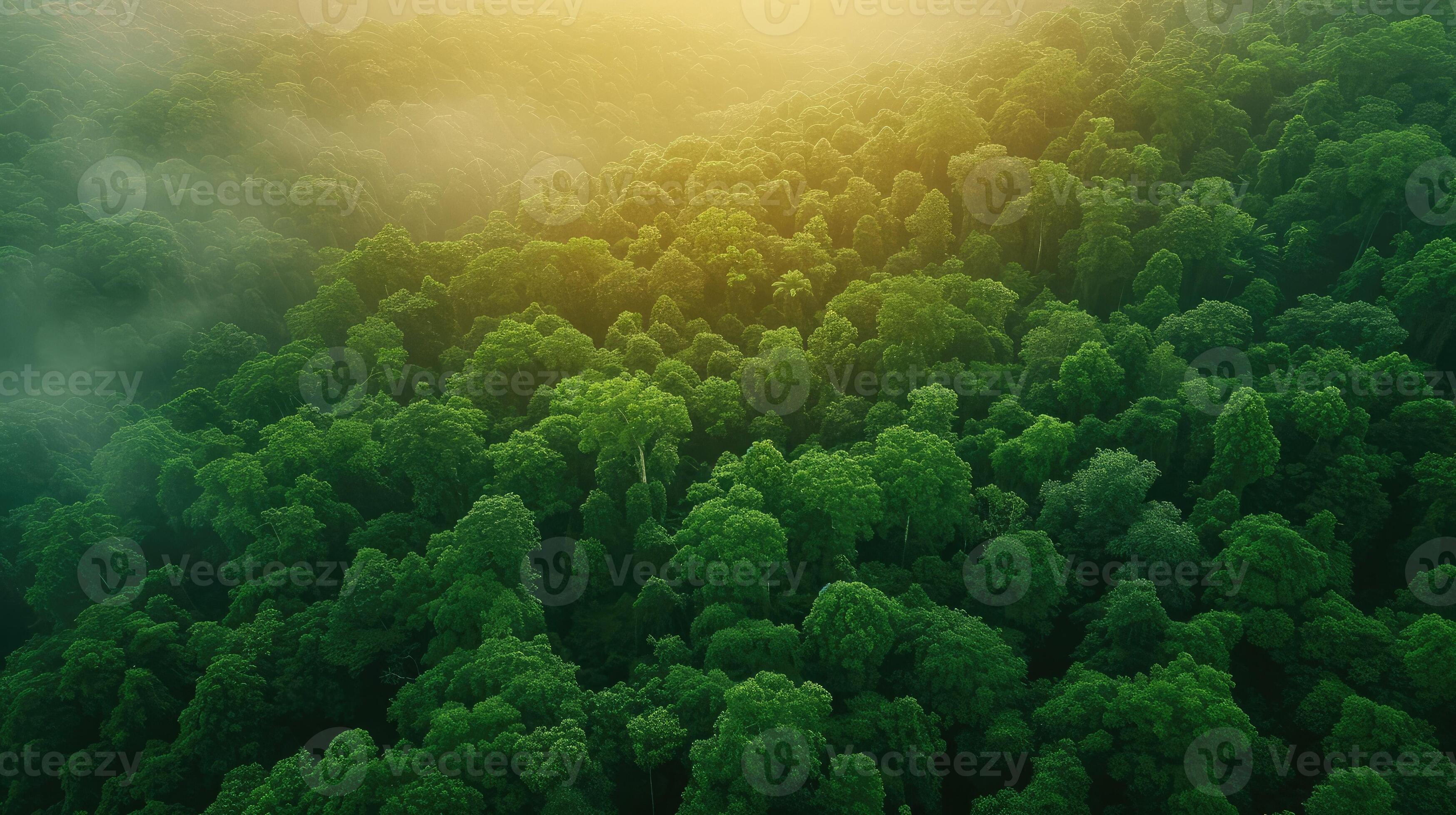 3497x1960 AI generated Aerial top view forest tree, Rainforest ecosystem and healthy environment concept background, Texture of green tree forest view from above, Beautiful sunrise over the mountains