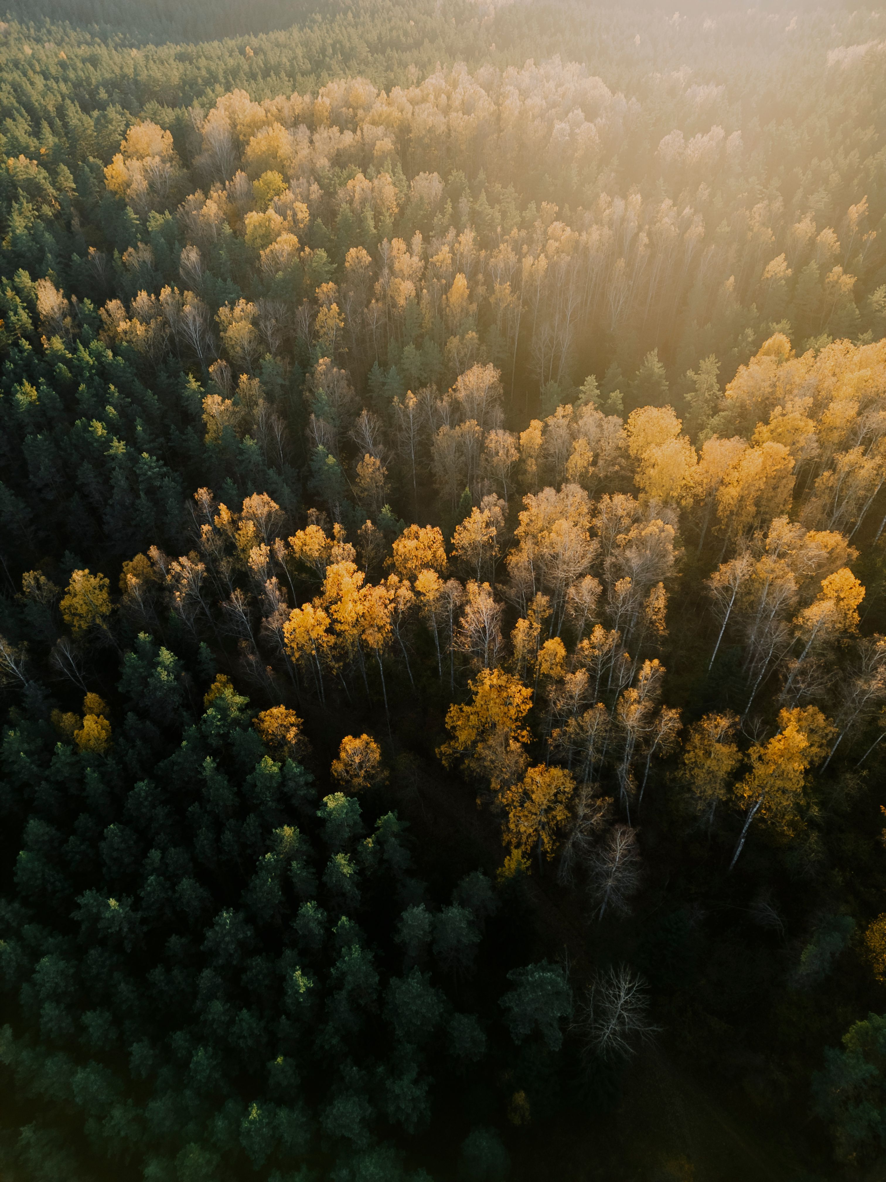 3024x4032 Forest Top View Photo, Download The BEST Free Forest Top View & HD Image