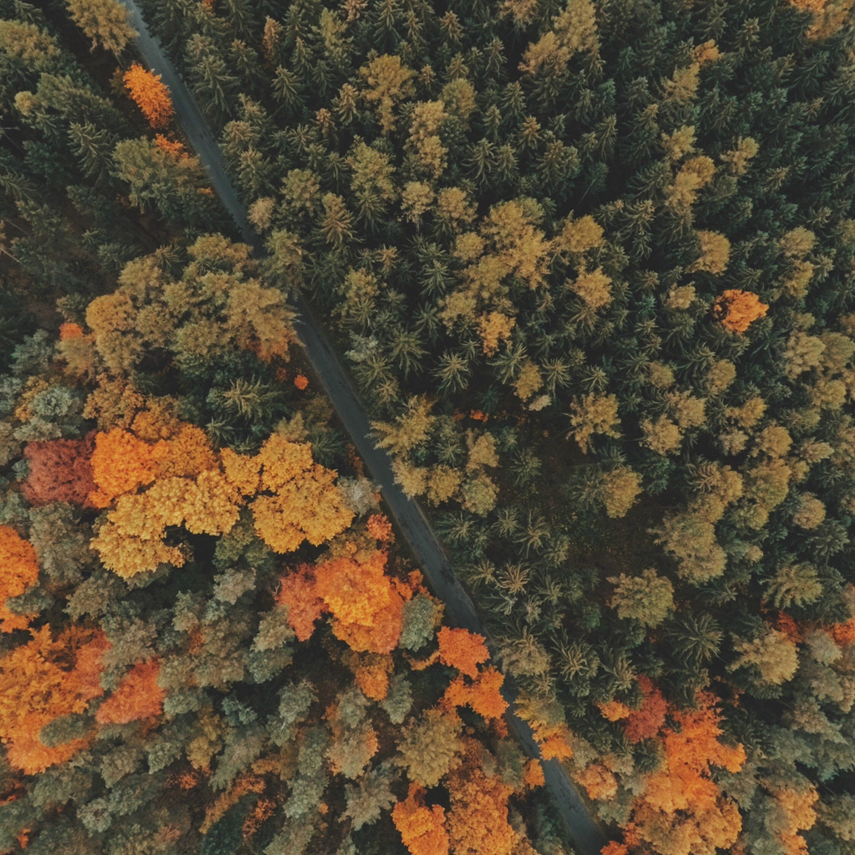 2732x2732 iPad Pro Autumn Wallpaper