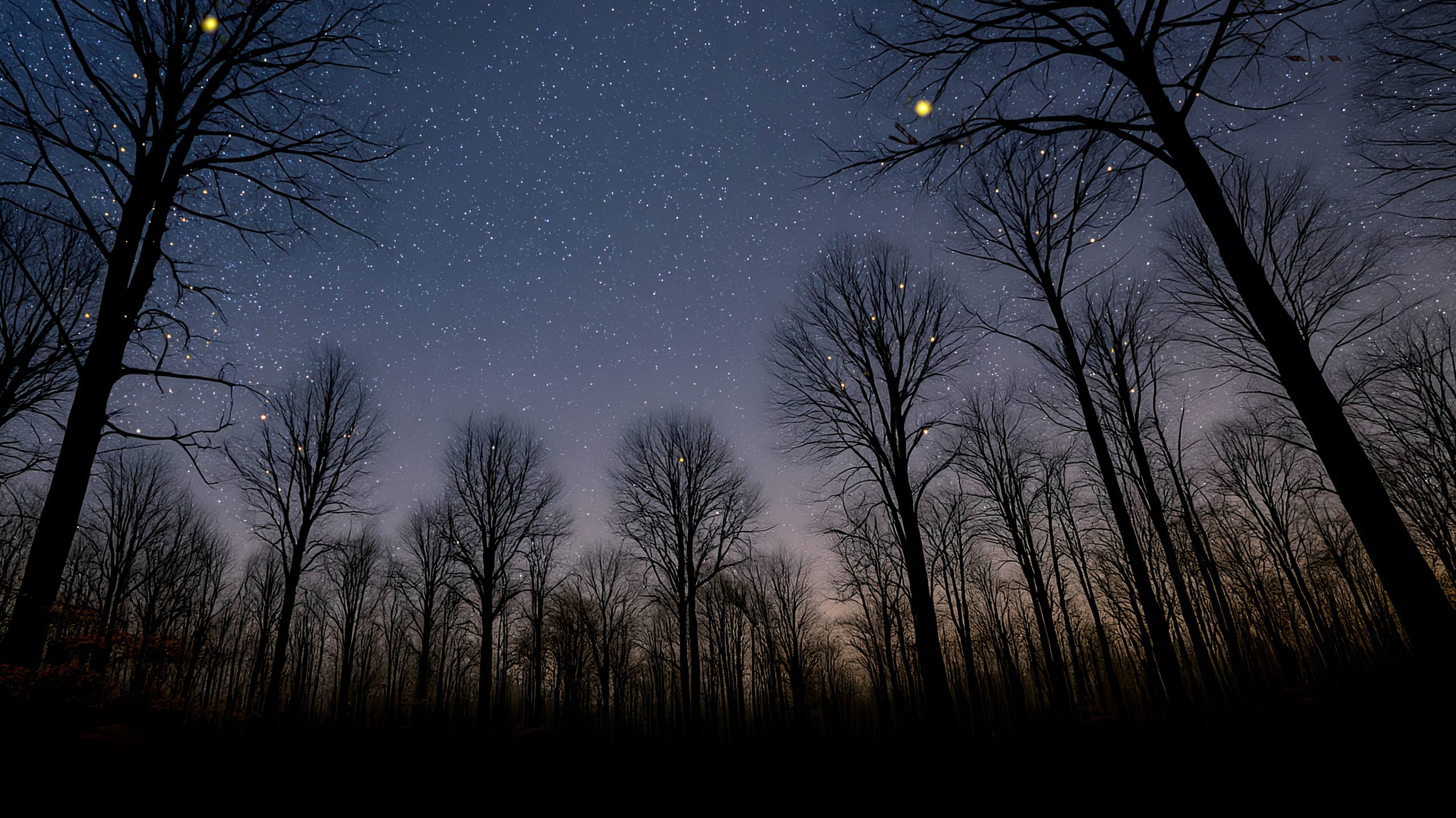 2560x1440 Star Light, Star Bright, First Firefly Seen at Night. Bernheim Forest and Arboretum