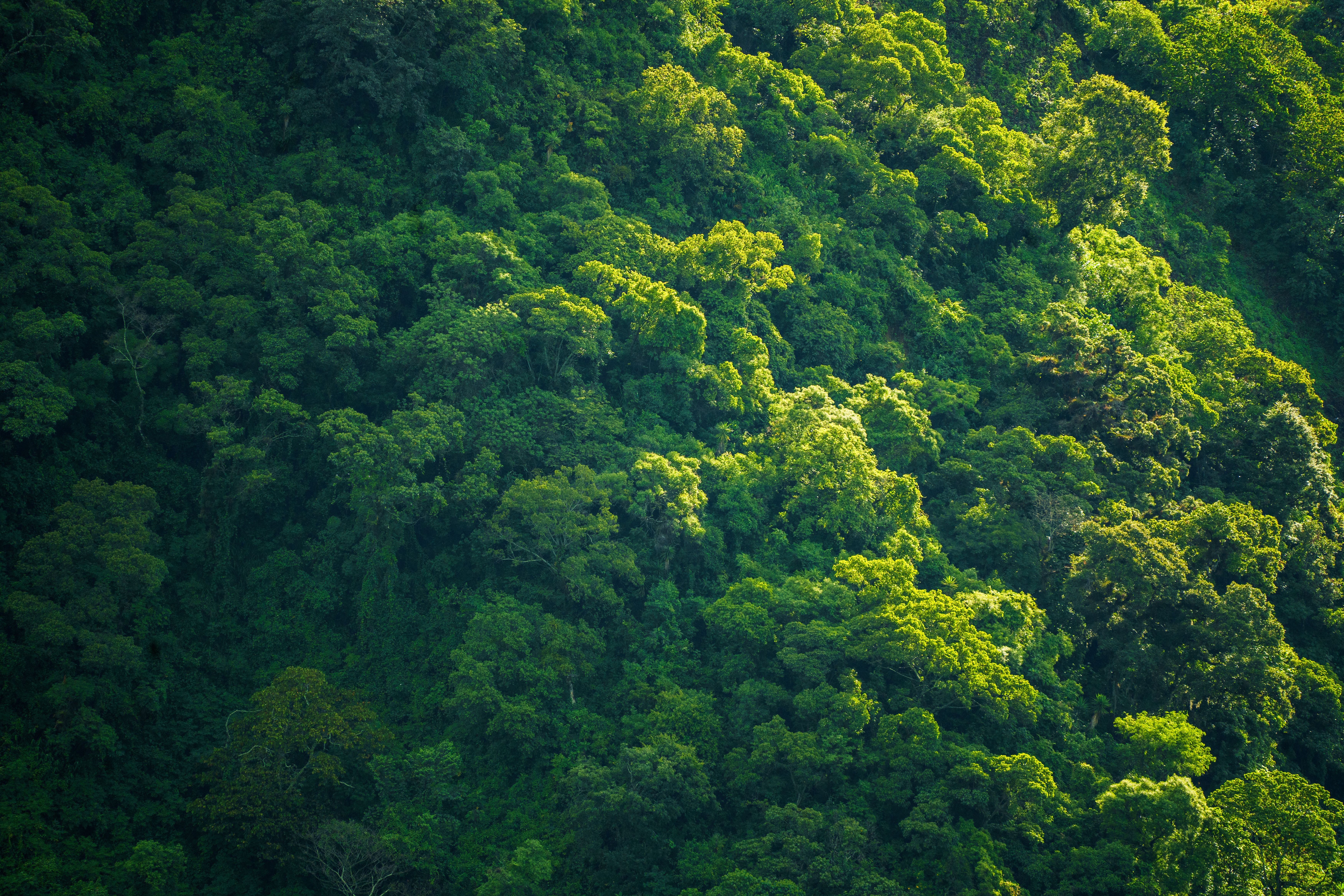7008x4672 Forest Top View Photo, Download The BEST Free Forest Top View & HD Image