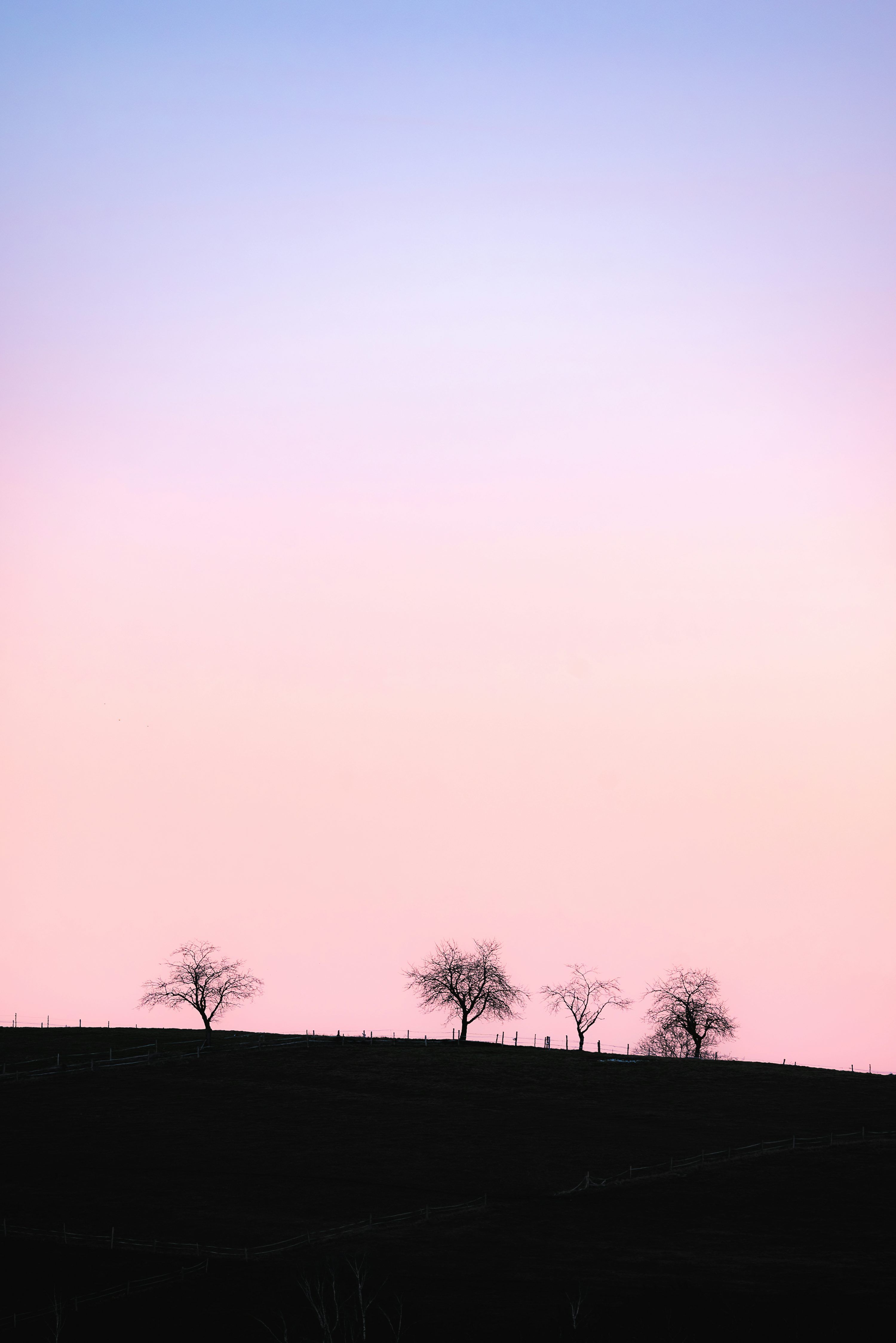 3000x4494 A group of trees sitting on top of a hill photo