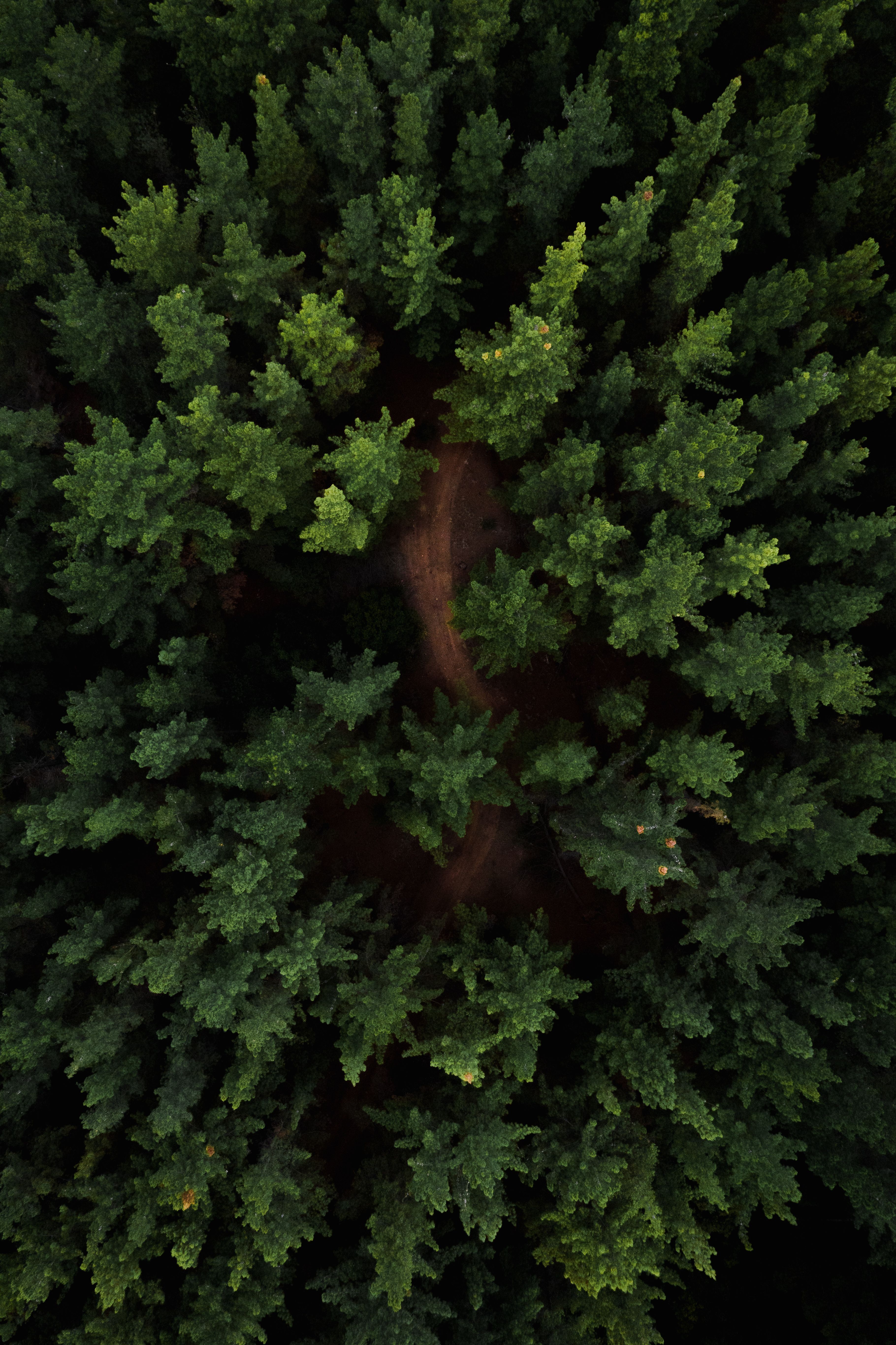 3640x5464 Green Forest Wallpaper Photo, Download The BEST Free Green Forest Wallpaper & HD Image