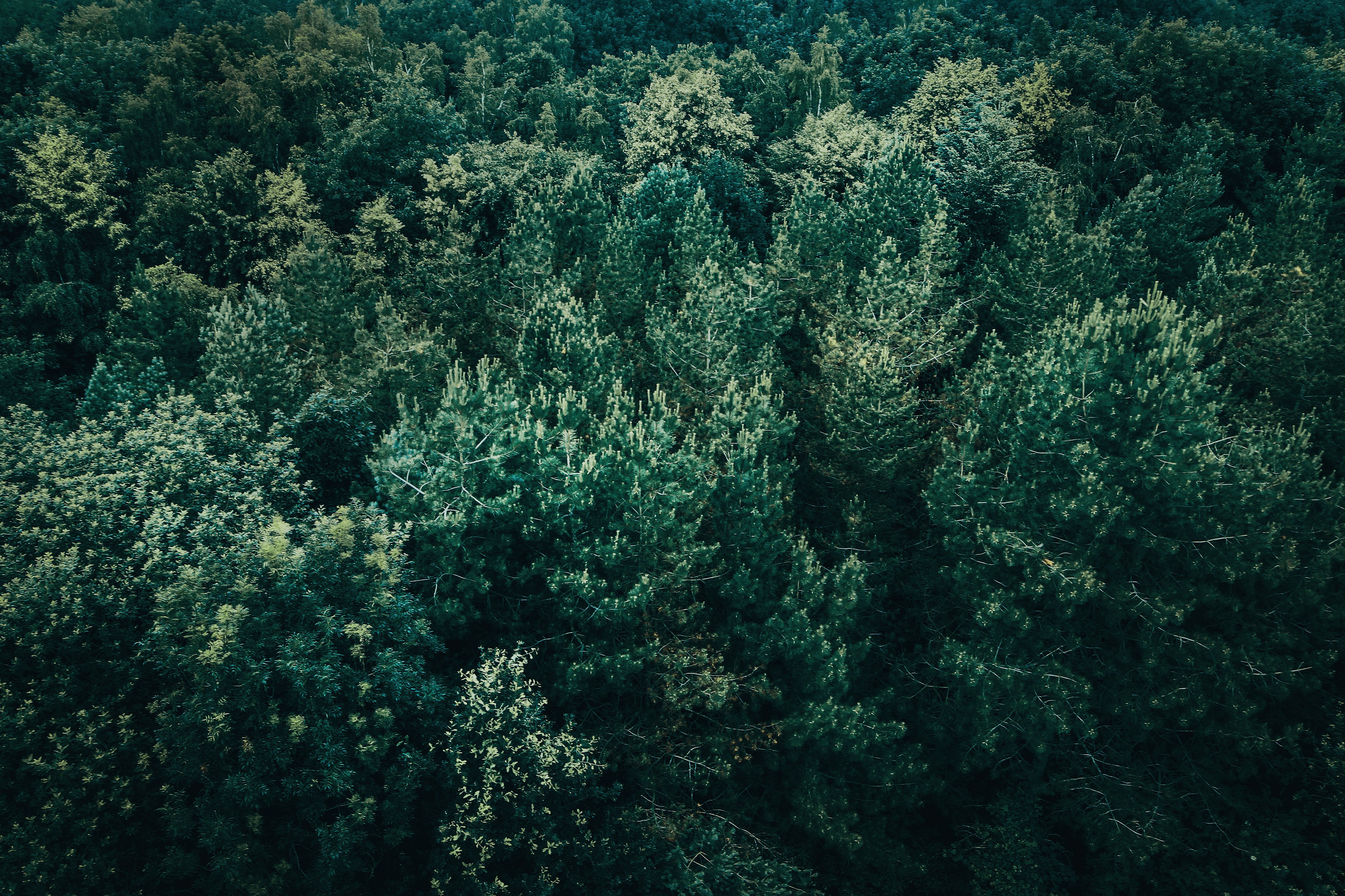 5184x3456 Tree Cover Photo, Download The BEST Free Tree Cover & HD Image