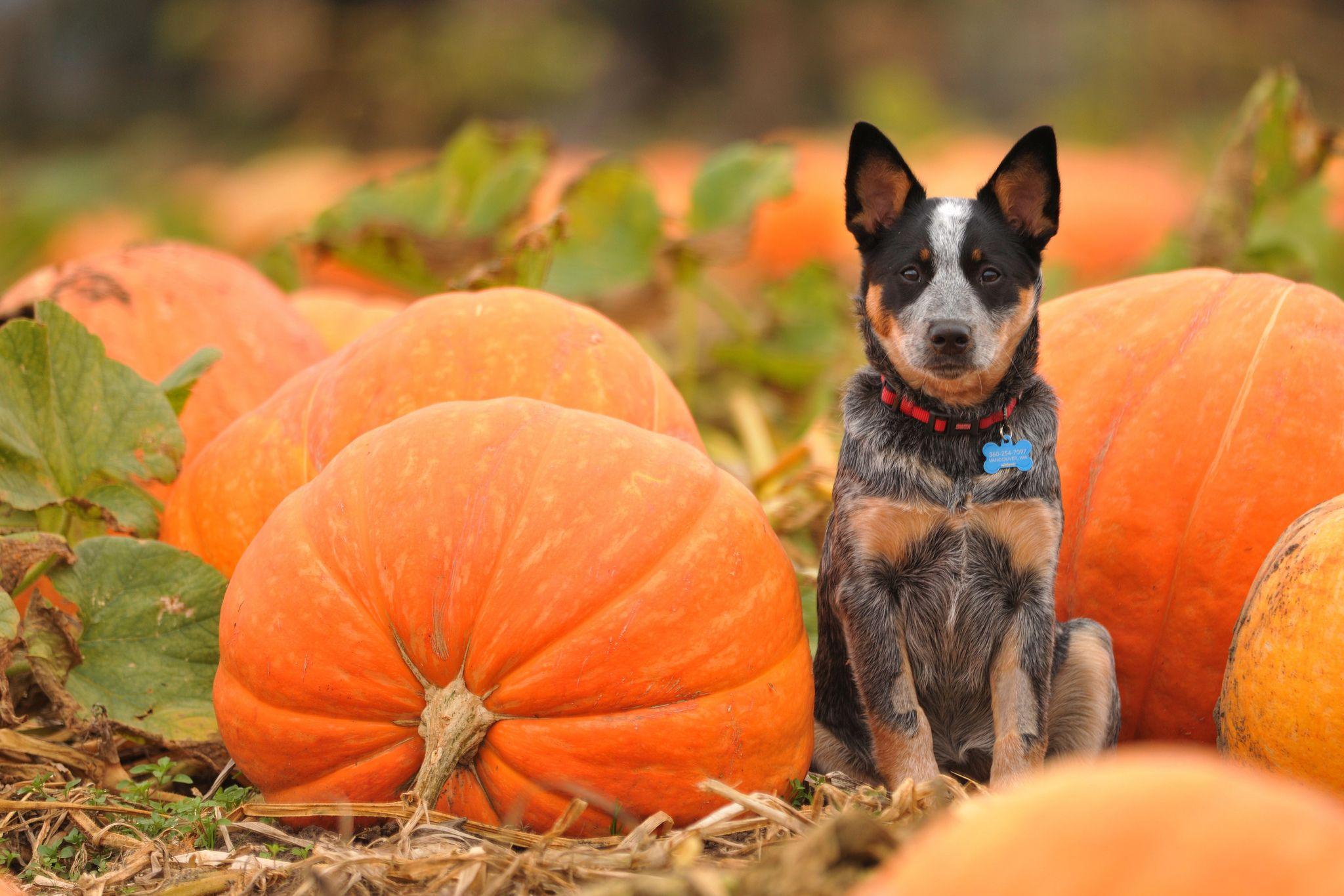 2048x1365 Dogs Pumpkin autumn halloween wallpaperx1365