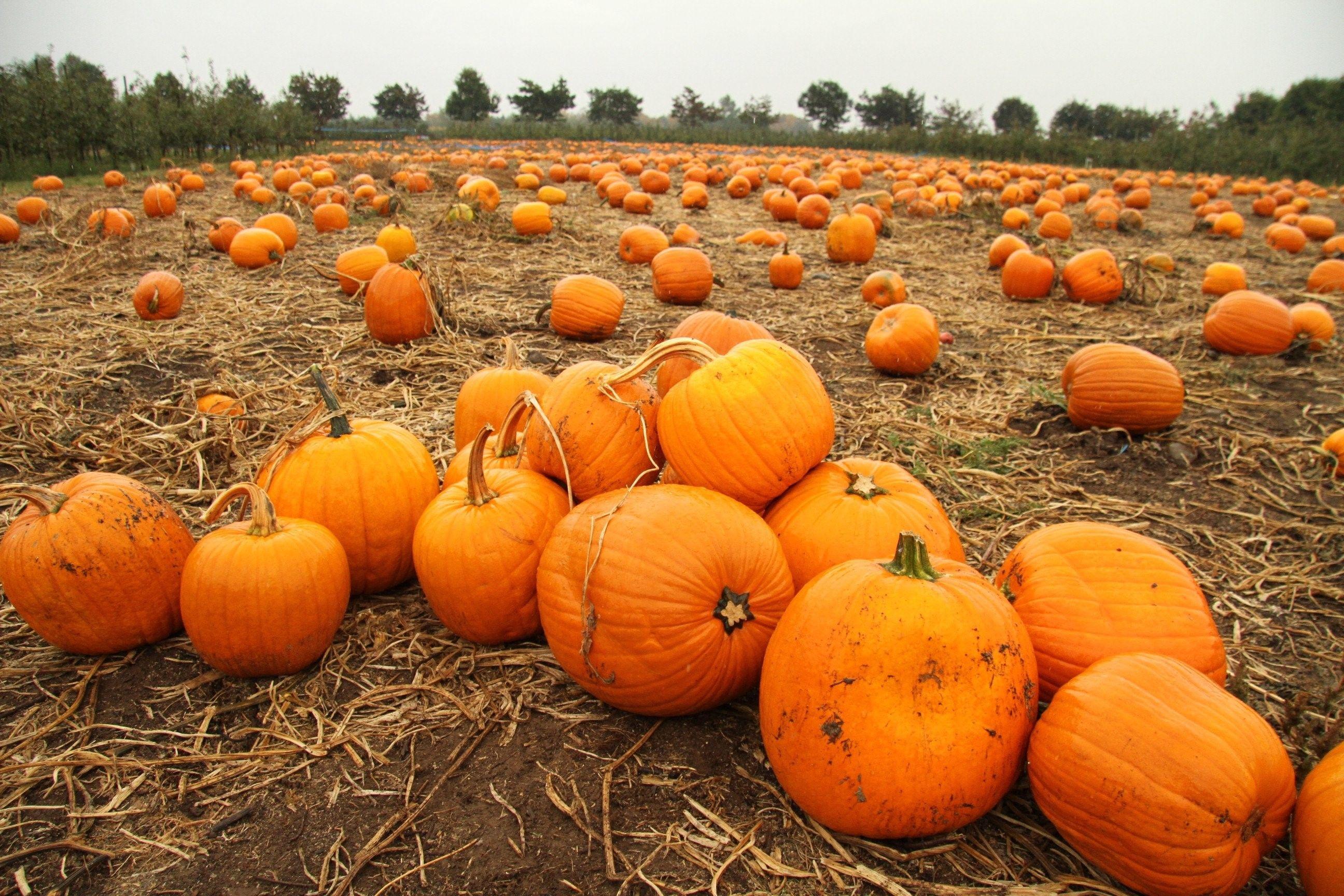 2592x1728 Autumn, pumpkin, Halloween Wallpaper, Halloween Widescreen, Amazing, Patch