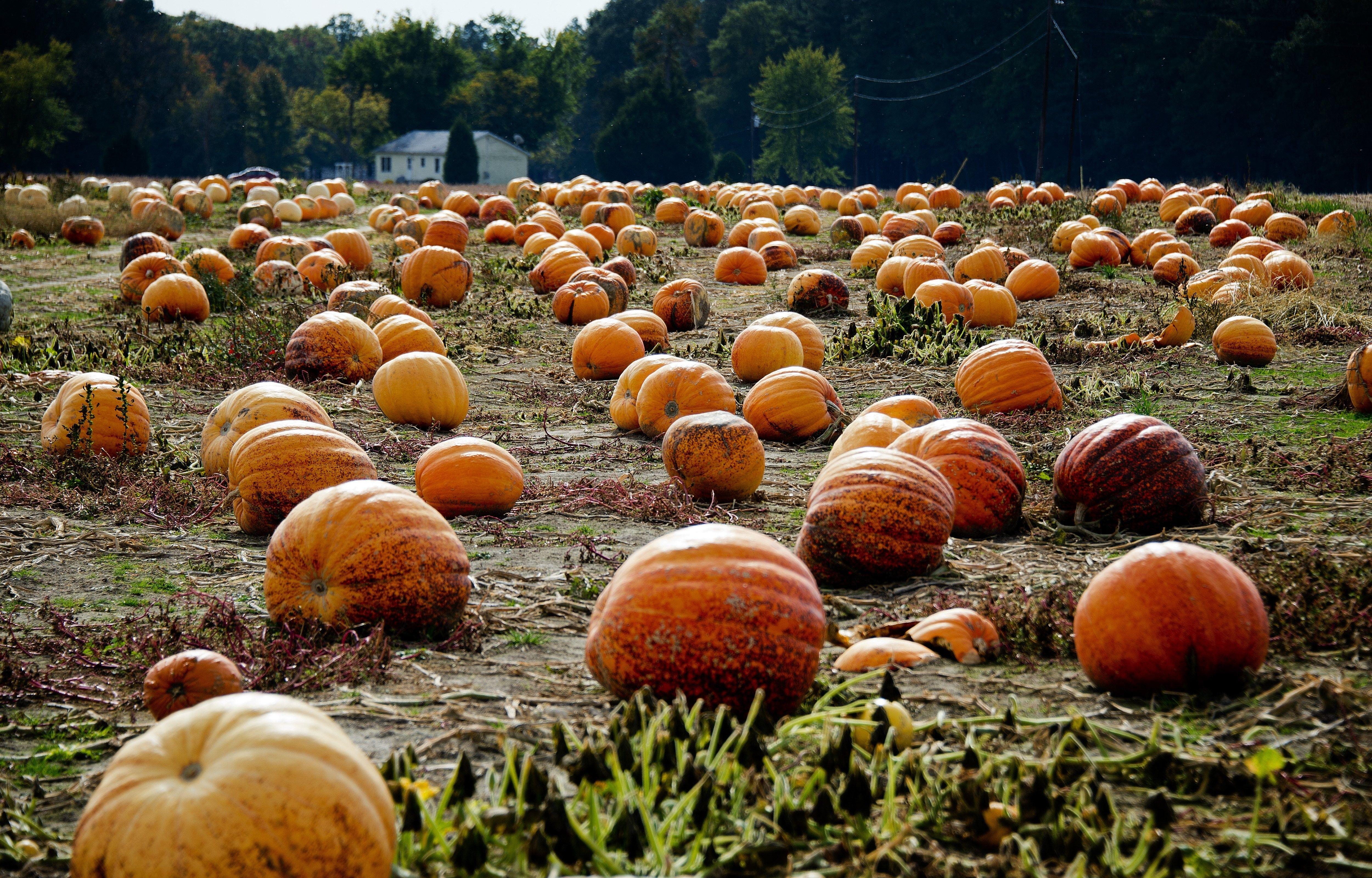 5000x3200 Halloween Wallpaper, Scary Patch, Halloween, pumpkin, Phone, Autumn
