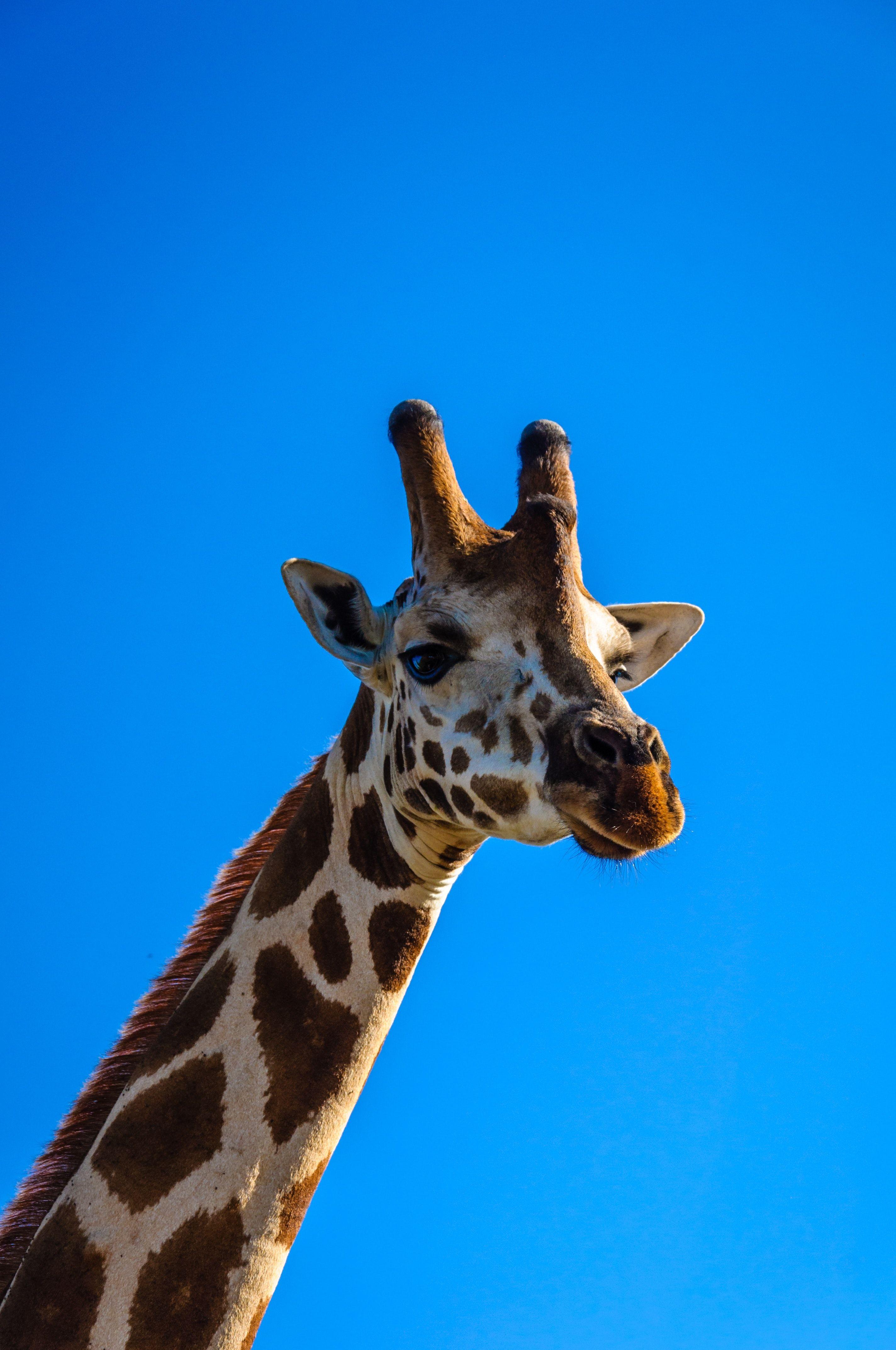 Giraffe Cute iPhone Wallpapers - Top Free Giraffe Cute iPhone