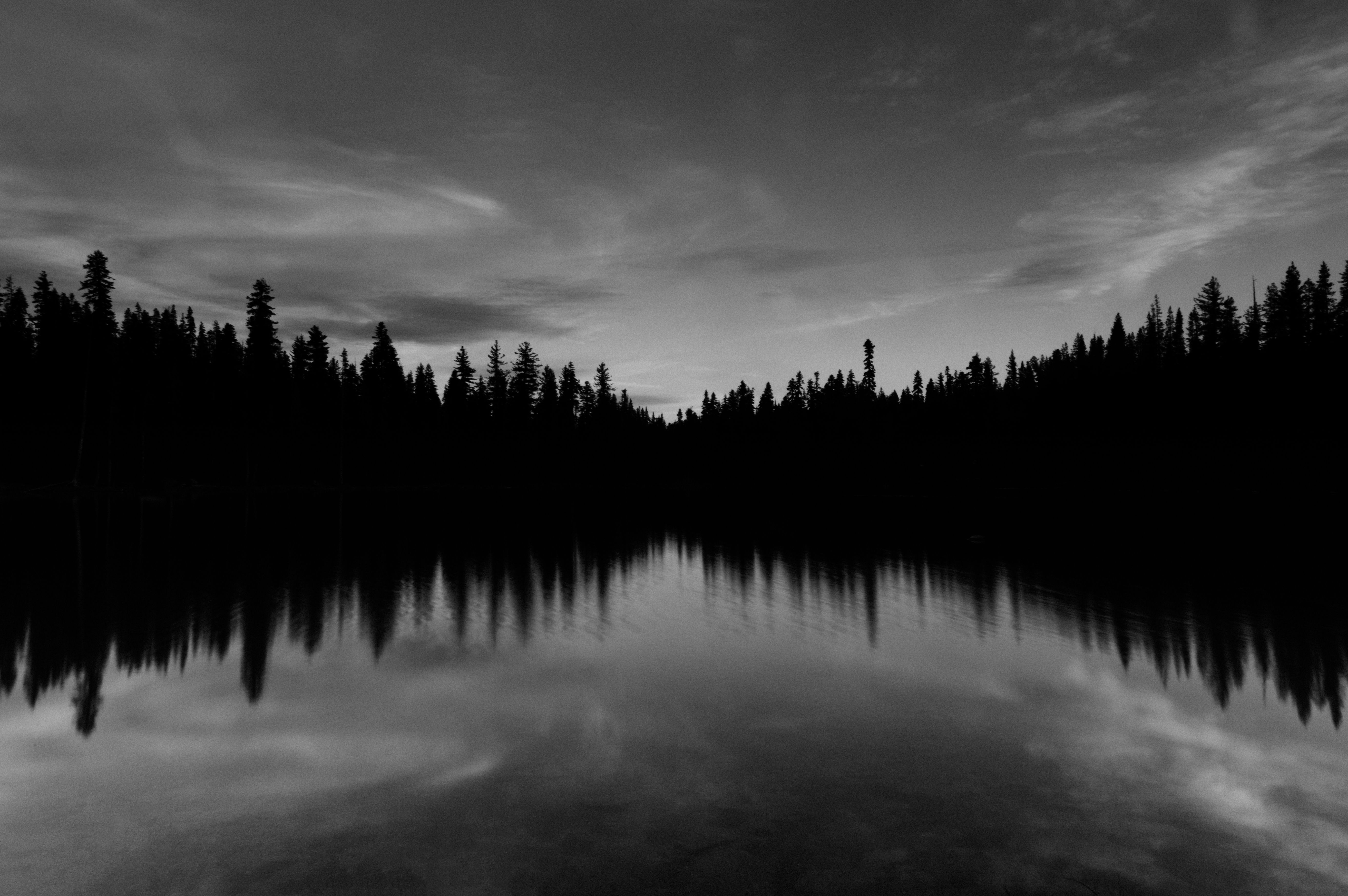 5530x3677 5K B&W Forest Silhouette