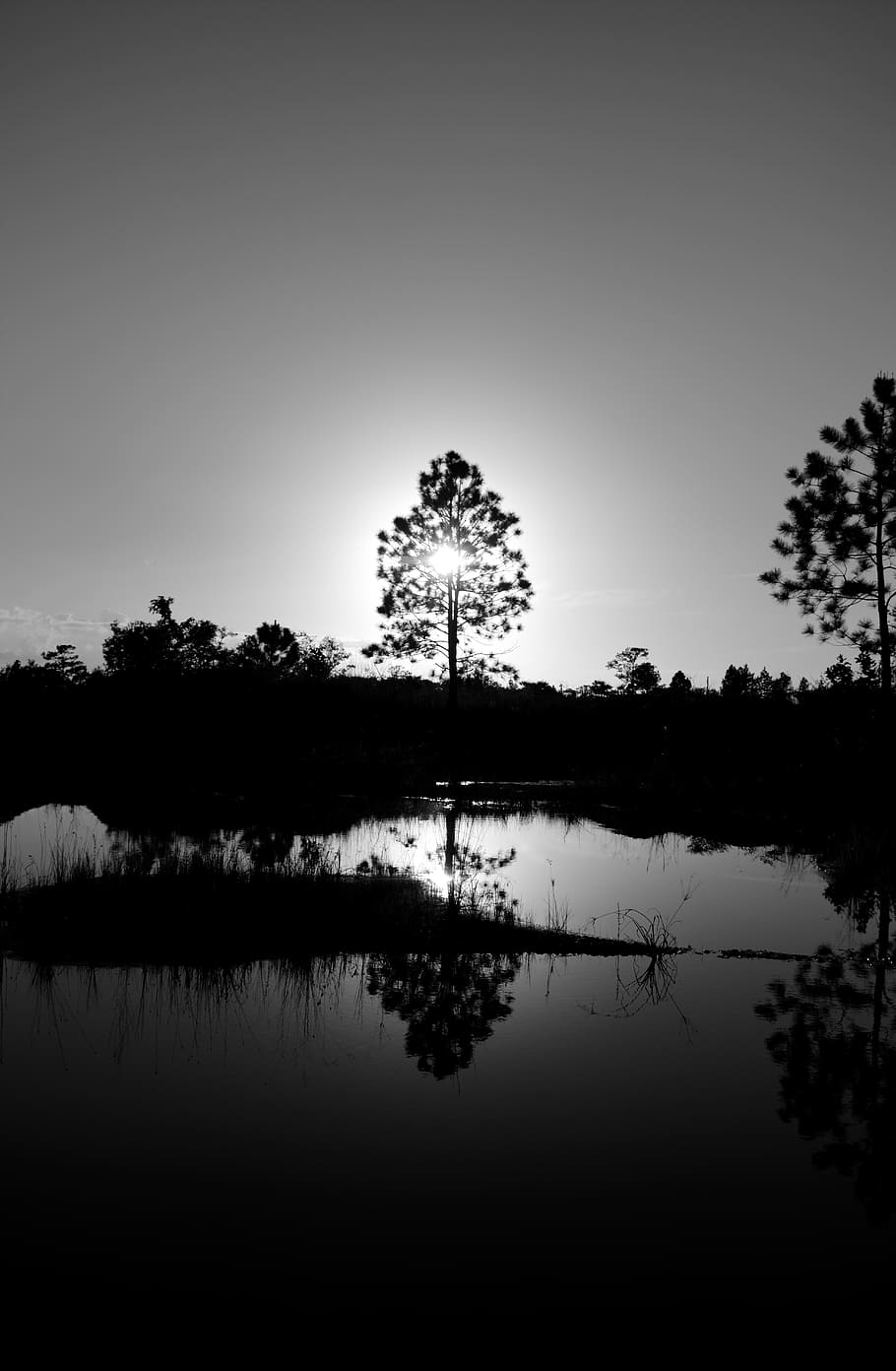 910x1392 HD wallpaper: tree, water, nature, landscape, lake, trees, sky, sun, mirroring
