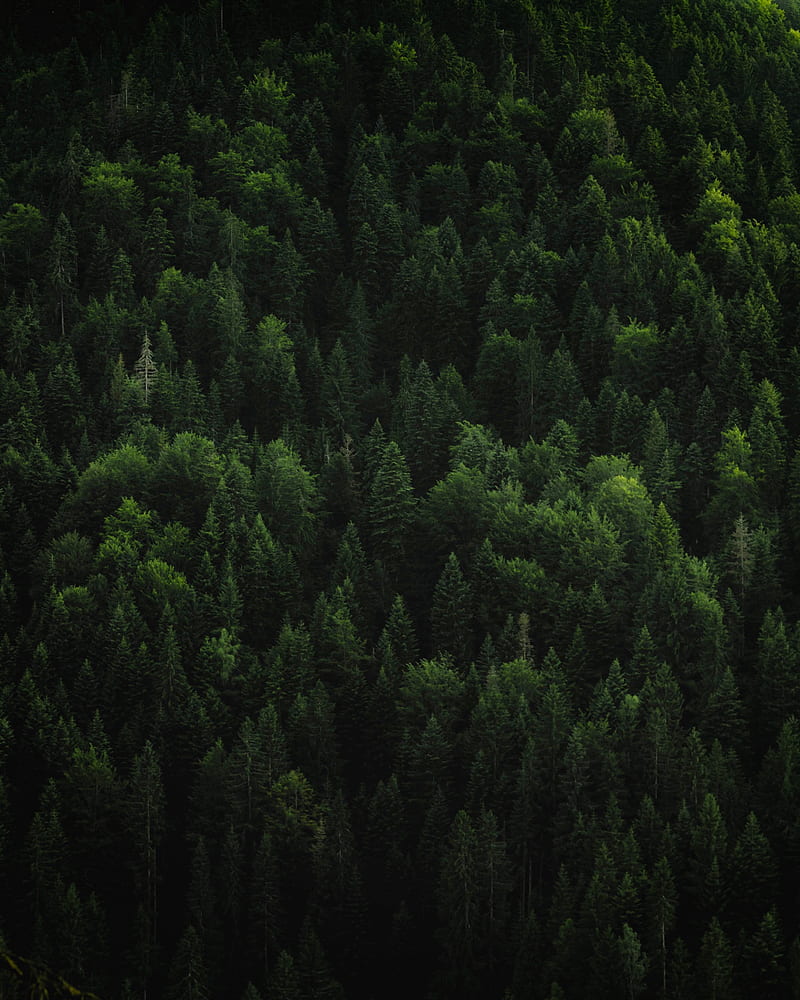800x1000 Forest, trees, coniferous, green, treetops, HD phone wallpaper