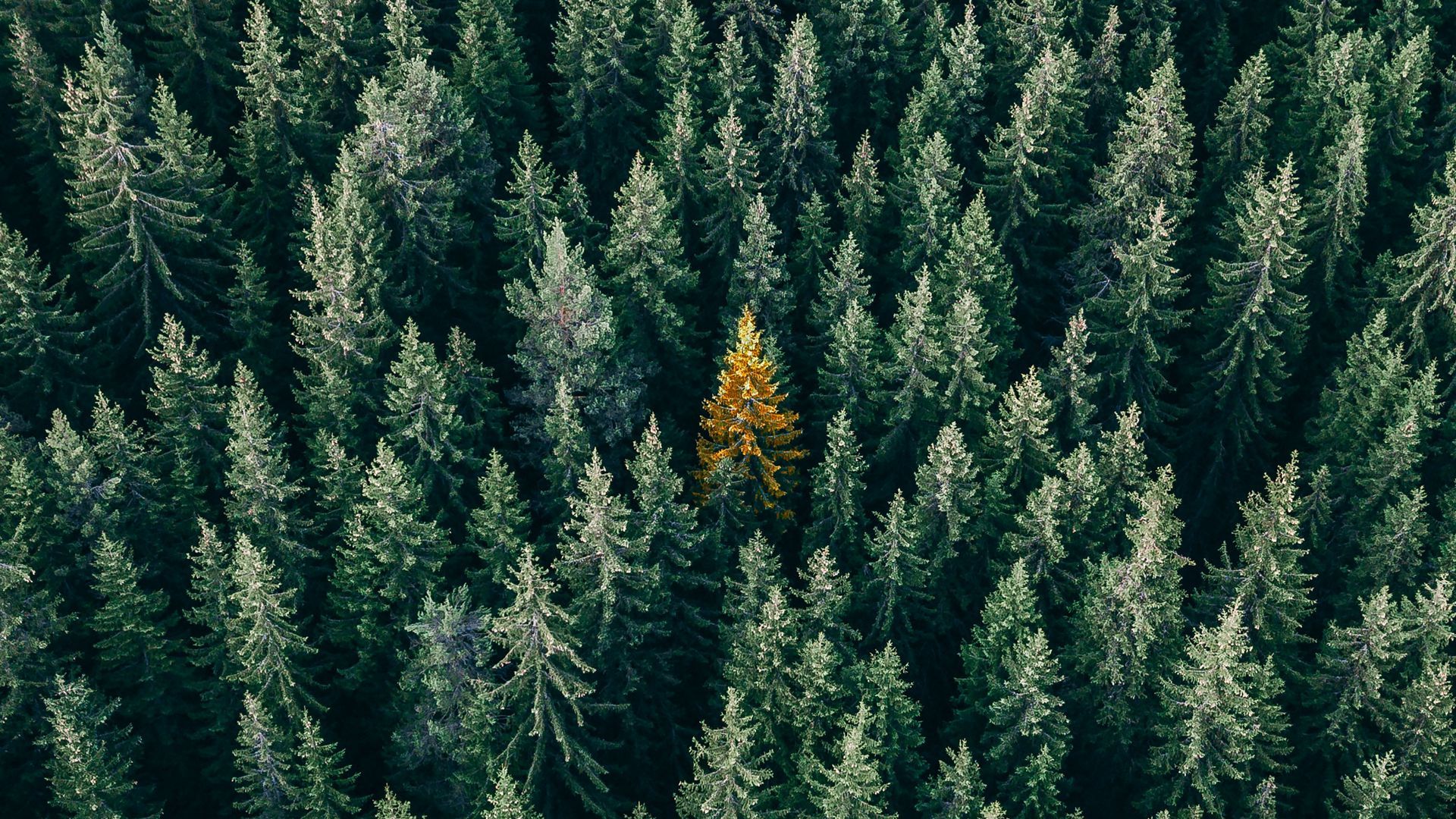 1920x1080 Download wallpaper 1920x1080 forest, aerial view, trees, treetops, conifer full hd, hdtv, fhd, 1080p HD background