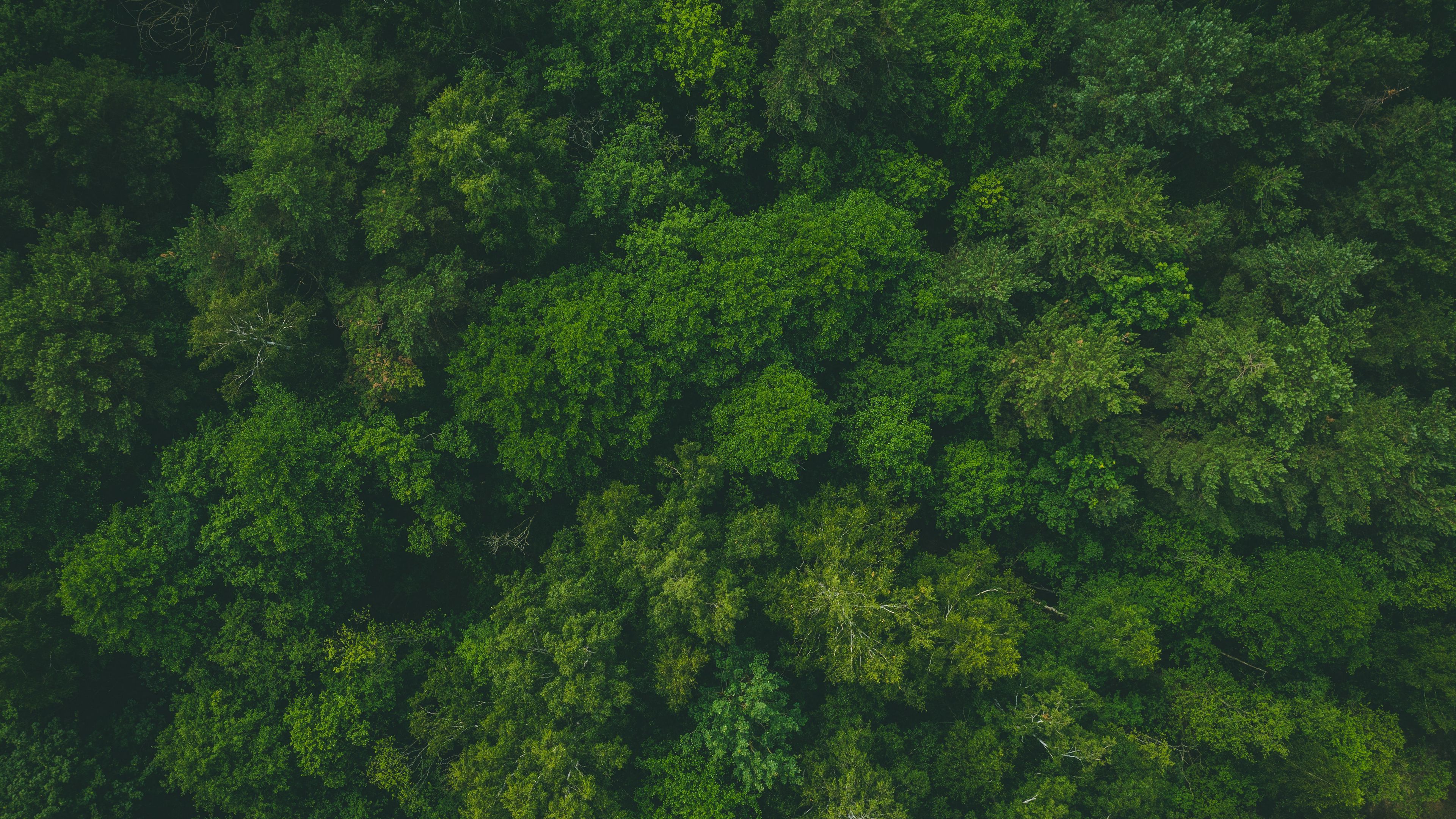 3840x2160 Download wallpaper 3840x2160 forest, green, aerial view, trees, treetops 4k uhd 16:9 HD background
