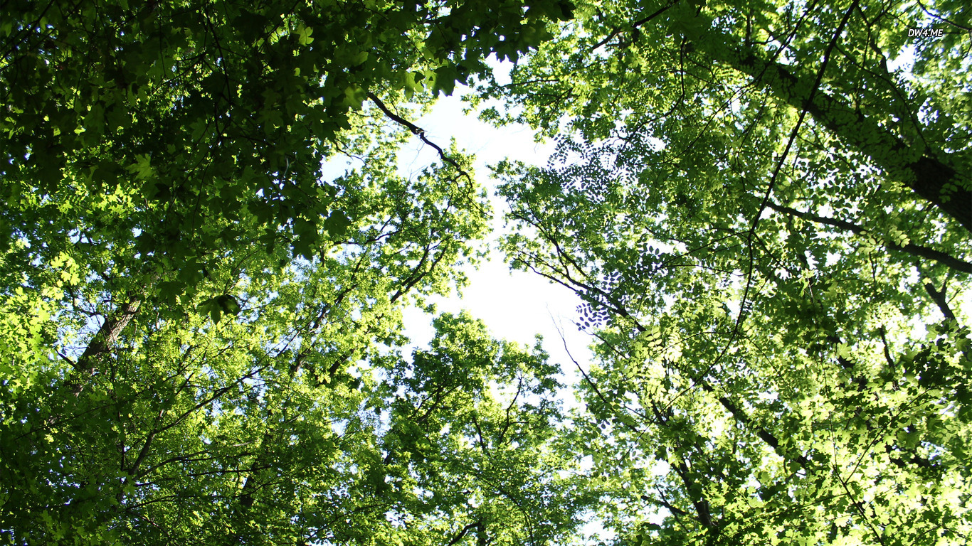 1366x768 127 Treetops 1366x768 Nature Wallpaper Contracting LLC