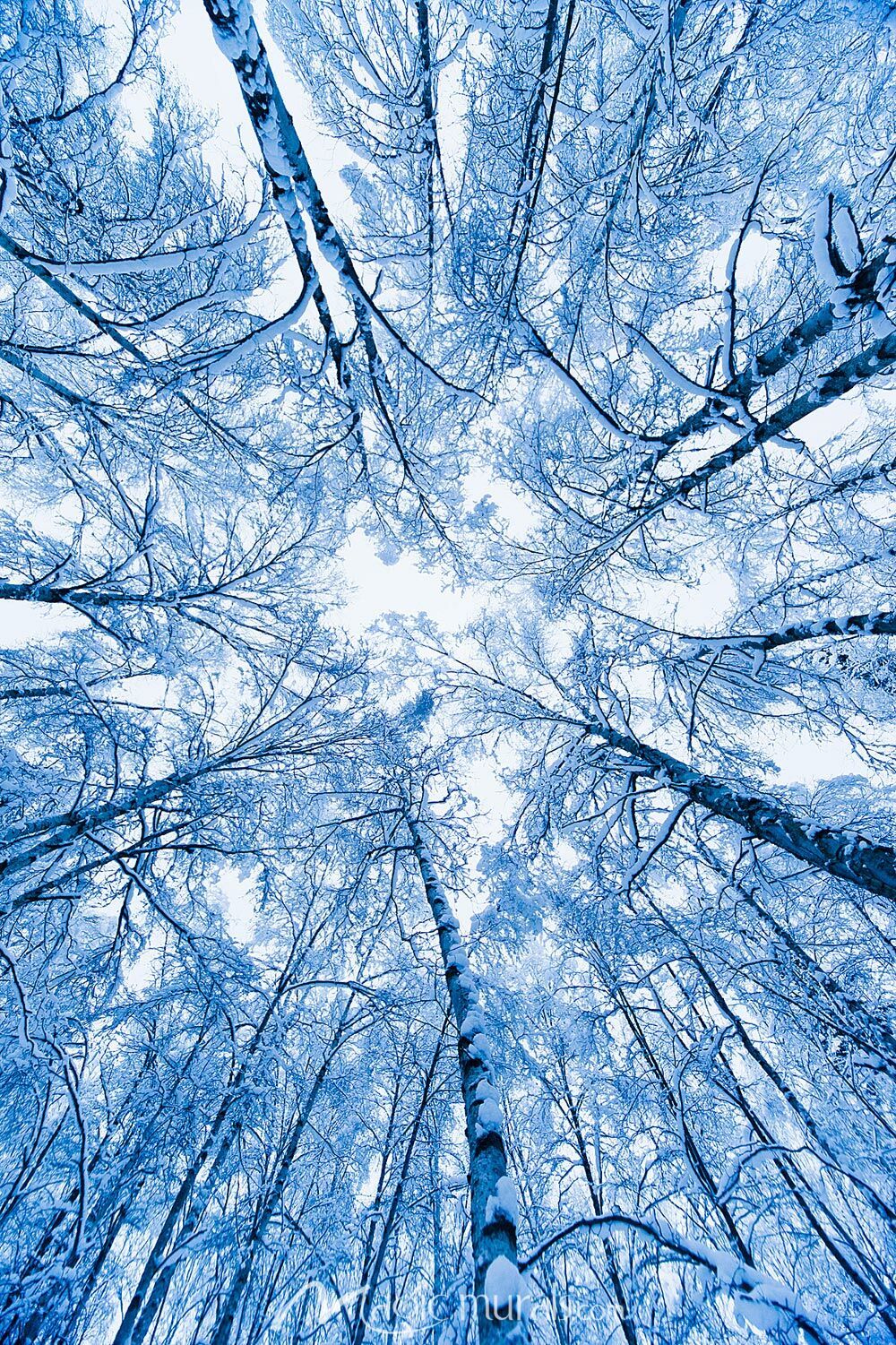1000x1501 Tree Top Abstract