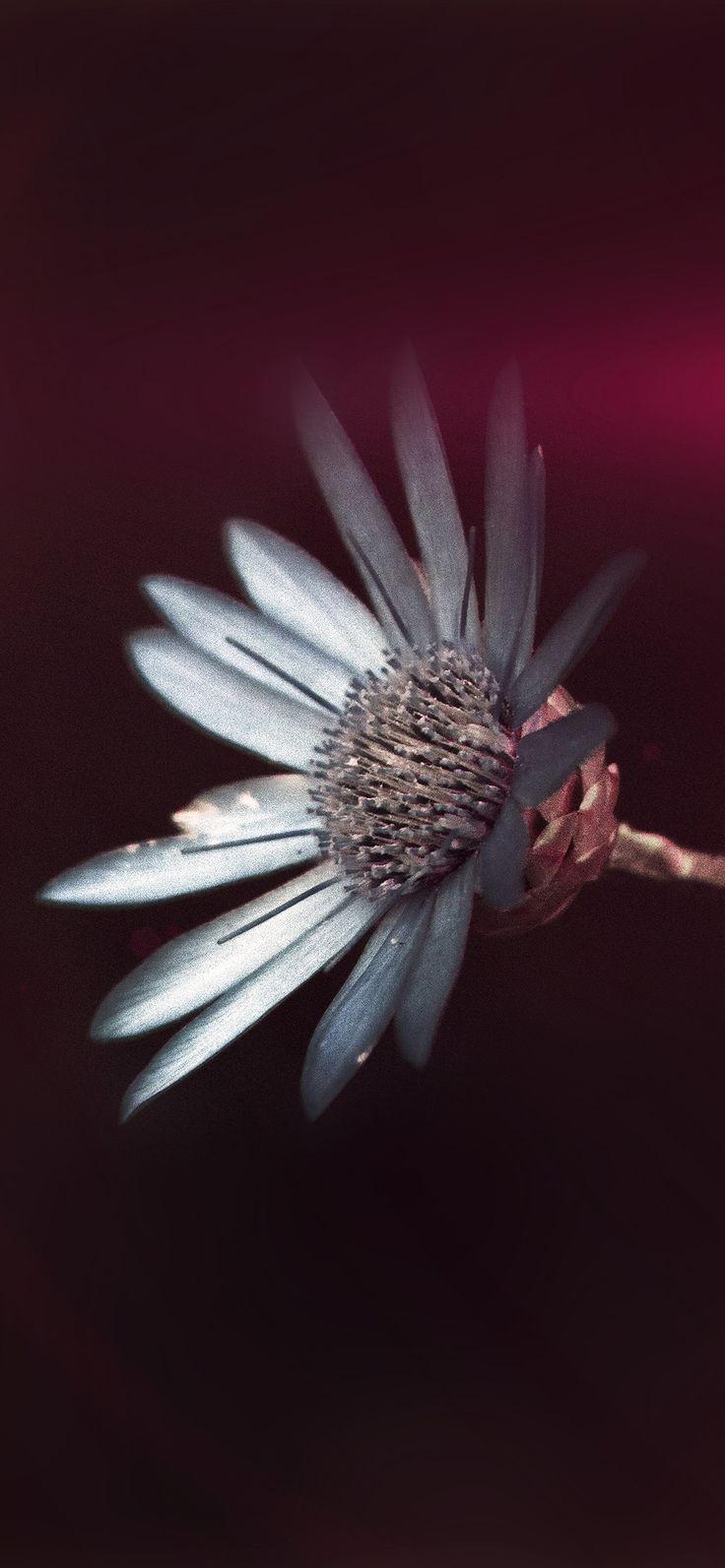 736x1593 iPhone X wallpaper : flower awesome gorgeous magnificent dark pink via iPhoneXpapers.com Wallp. Wallpaper Magazine Your daily source of best wallpaper around the world