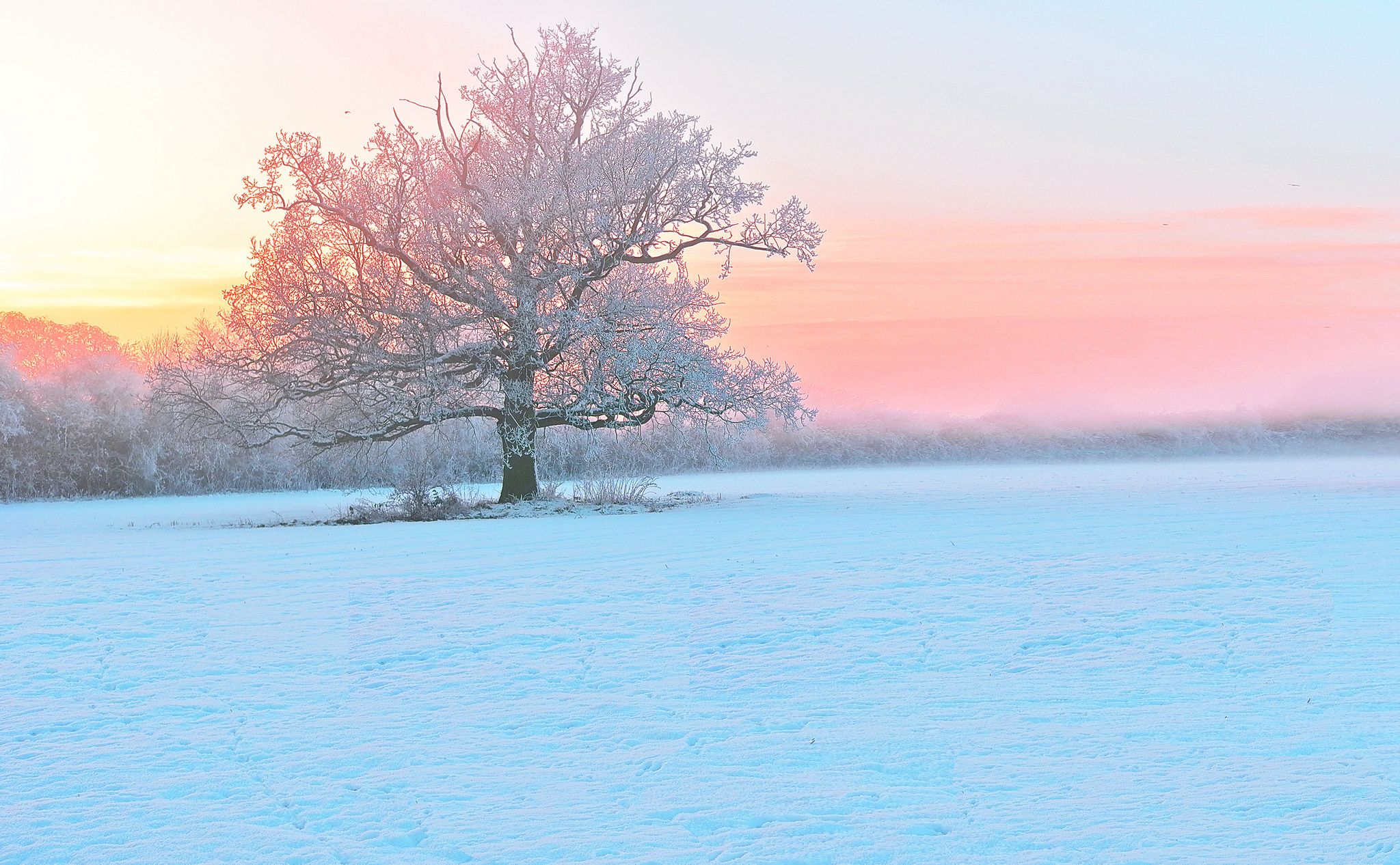 2048x1266 winter, Snow, Trees, Frost, Evening, Fog, Sunset Wallpaper HD / Desktop and Mobile Background