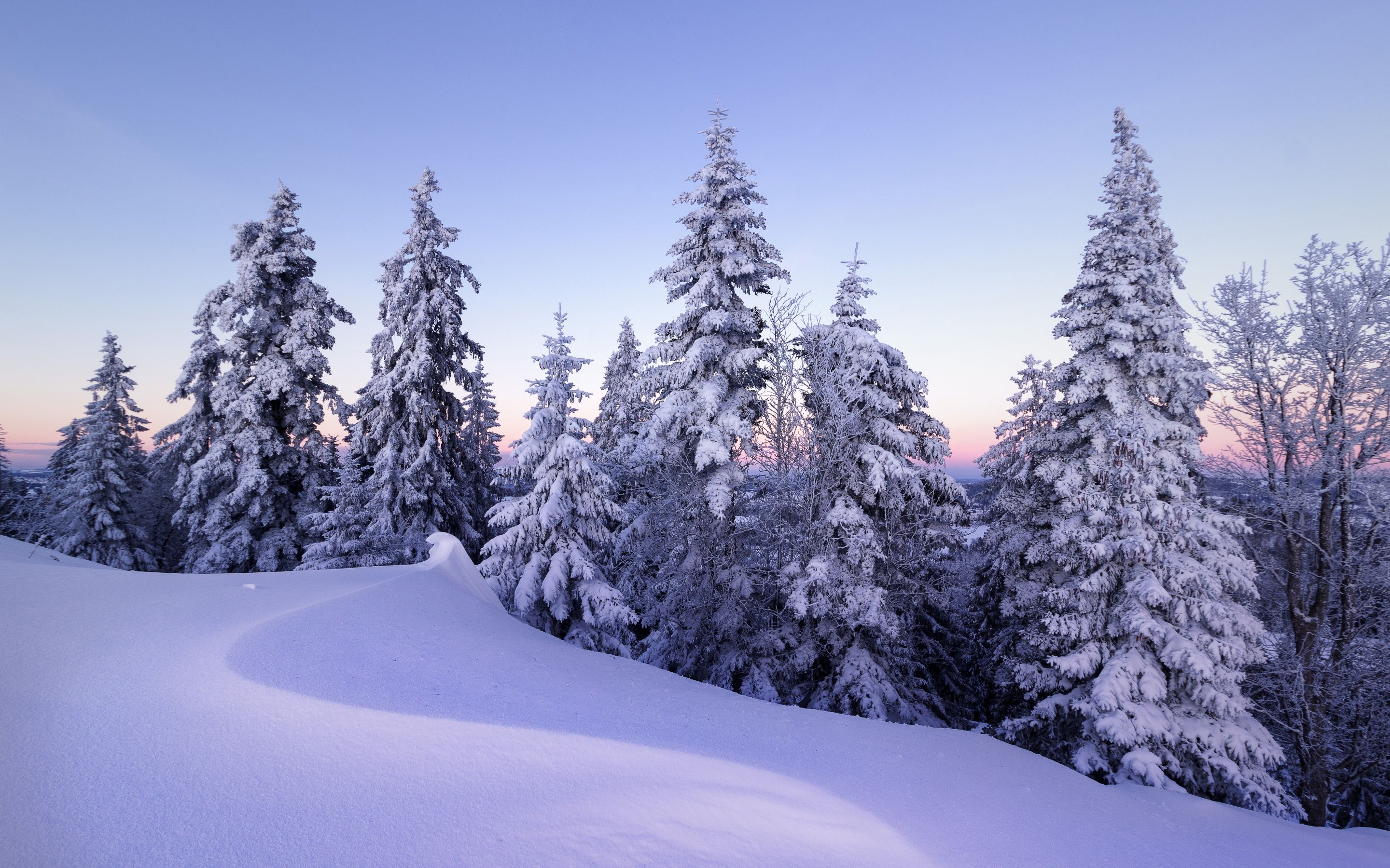 2880x1800 Winter Wallpaper 4K, Snow, Pine trees, Evening, Cold