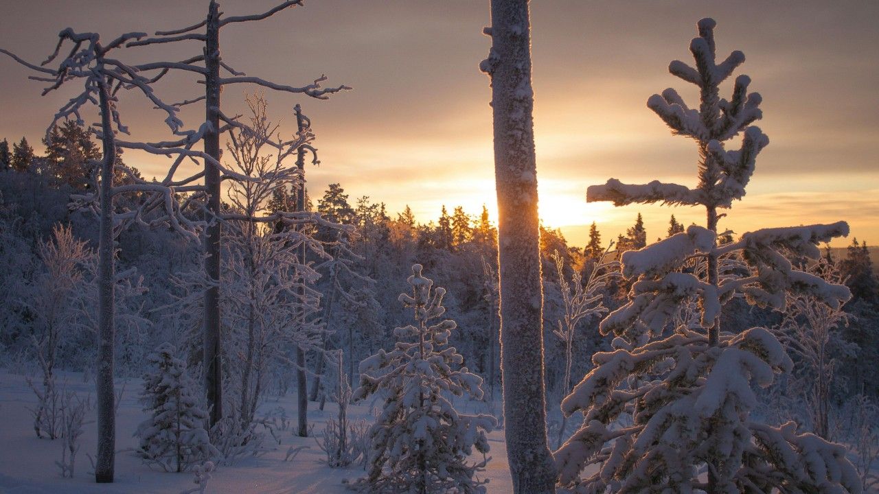 1280x720 beautiful winter scenery frozen trees forest snow during evening time sunset sky background 4K HD nature Wallpaper