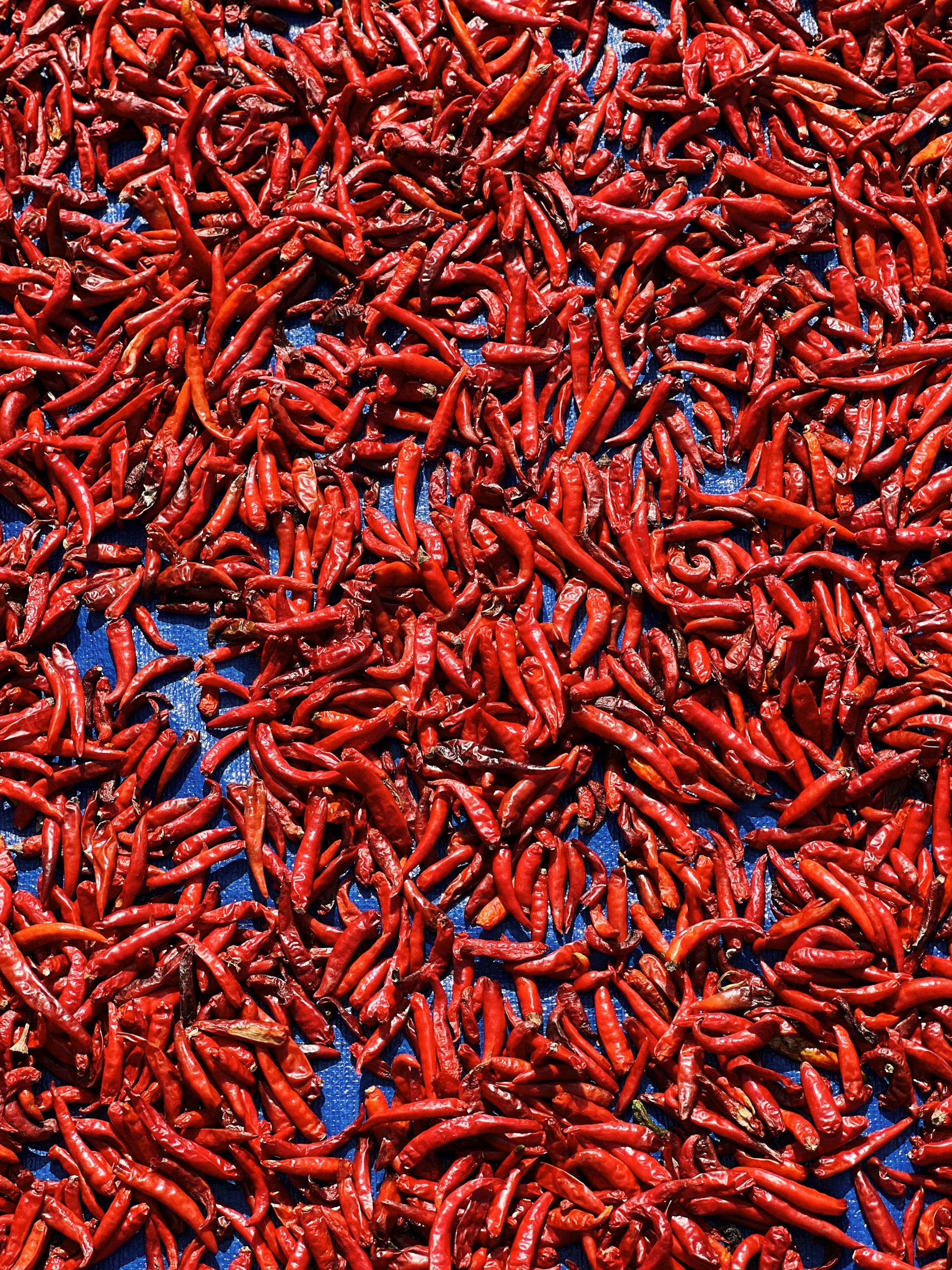 3000x4000 A large group of red hot peppers on a blue surface photo
