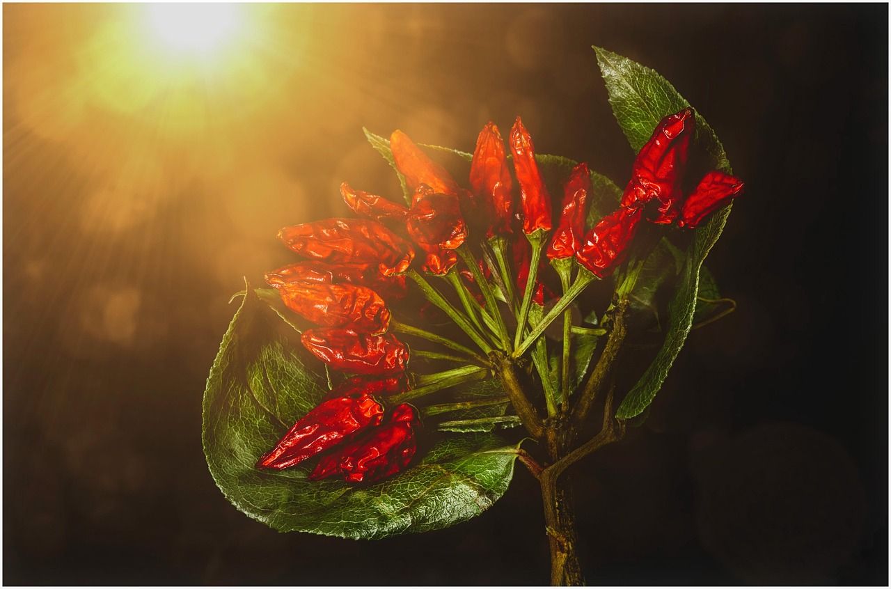 1280x846 Chilli Pepper Flavor