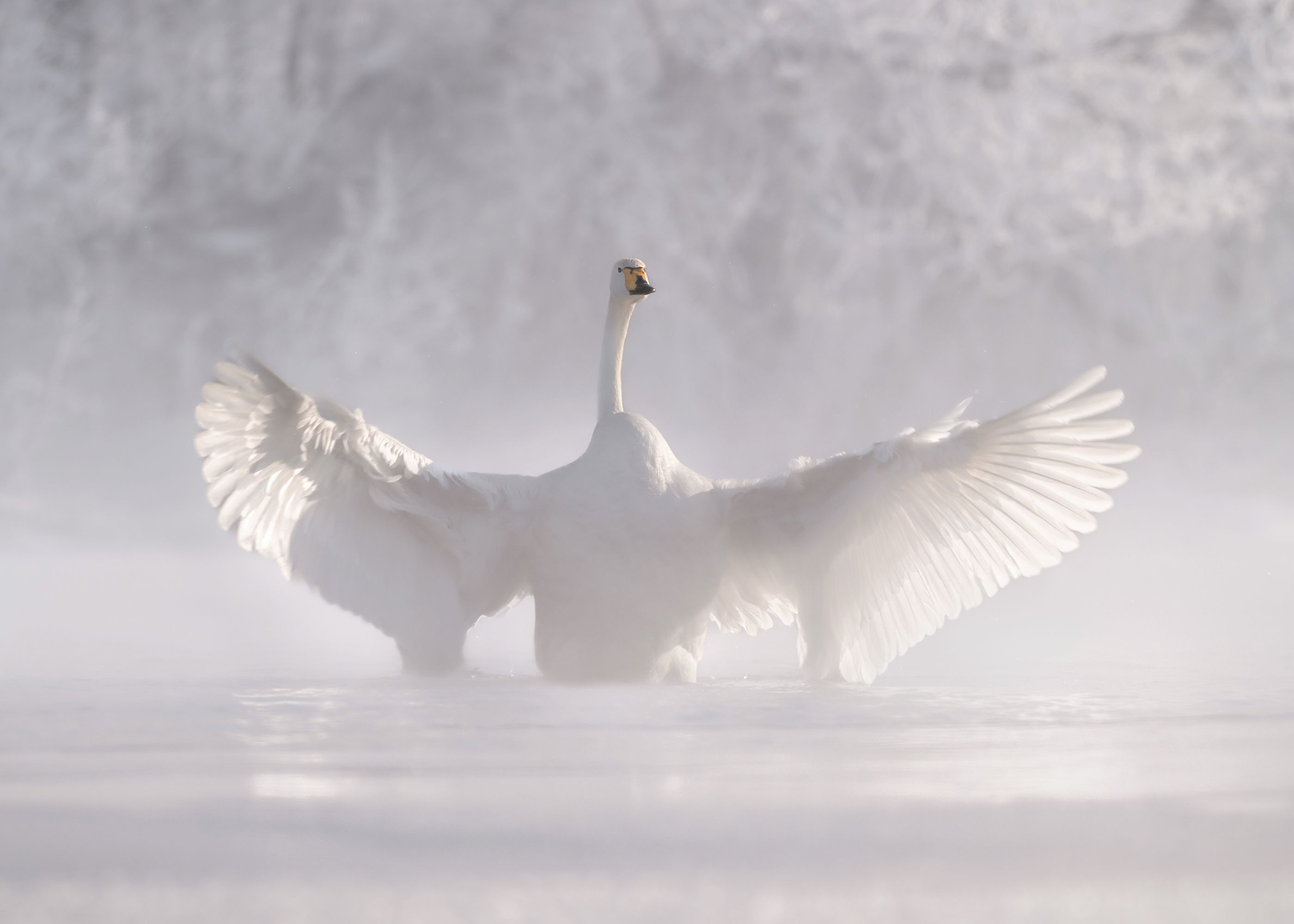 2800x2000 Olga Rudchenko Swan Spreading Wings Poster 20 x 28 in