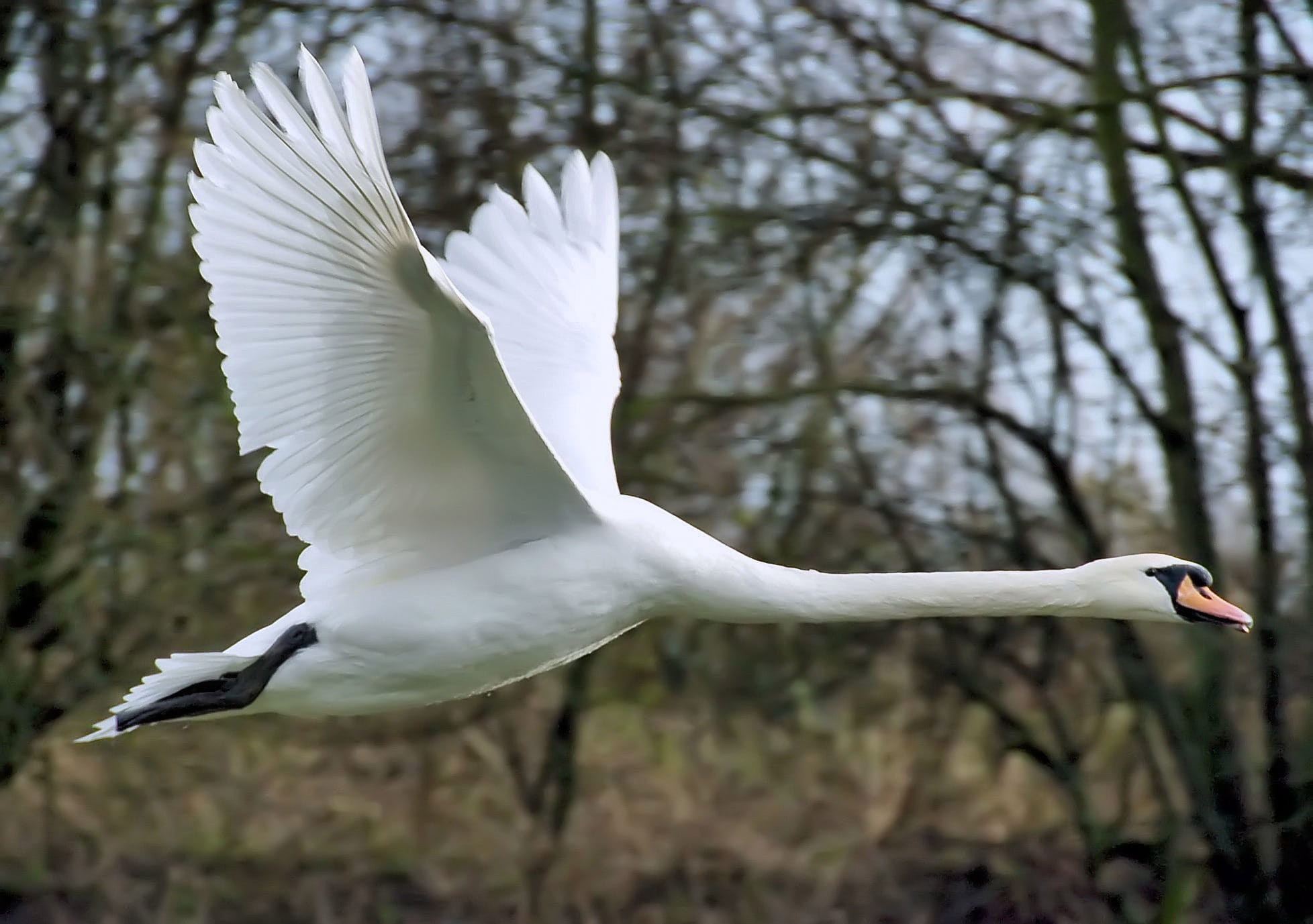 1956x1377 Royalty Free Photo: White Goose Flying During Daytime