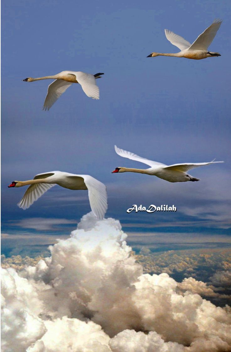 736x1121 Beautiful Birds in Nature. Swans flying together picture, Swans flying together wallpaper, Seagull flying in