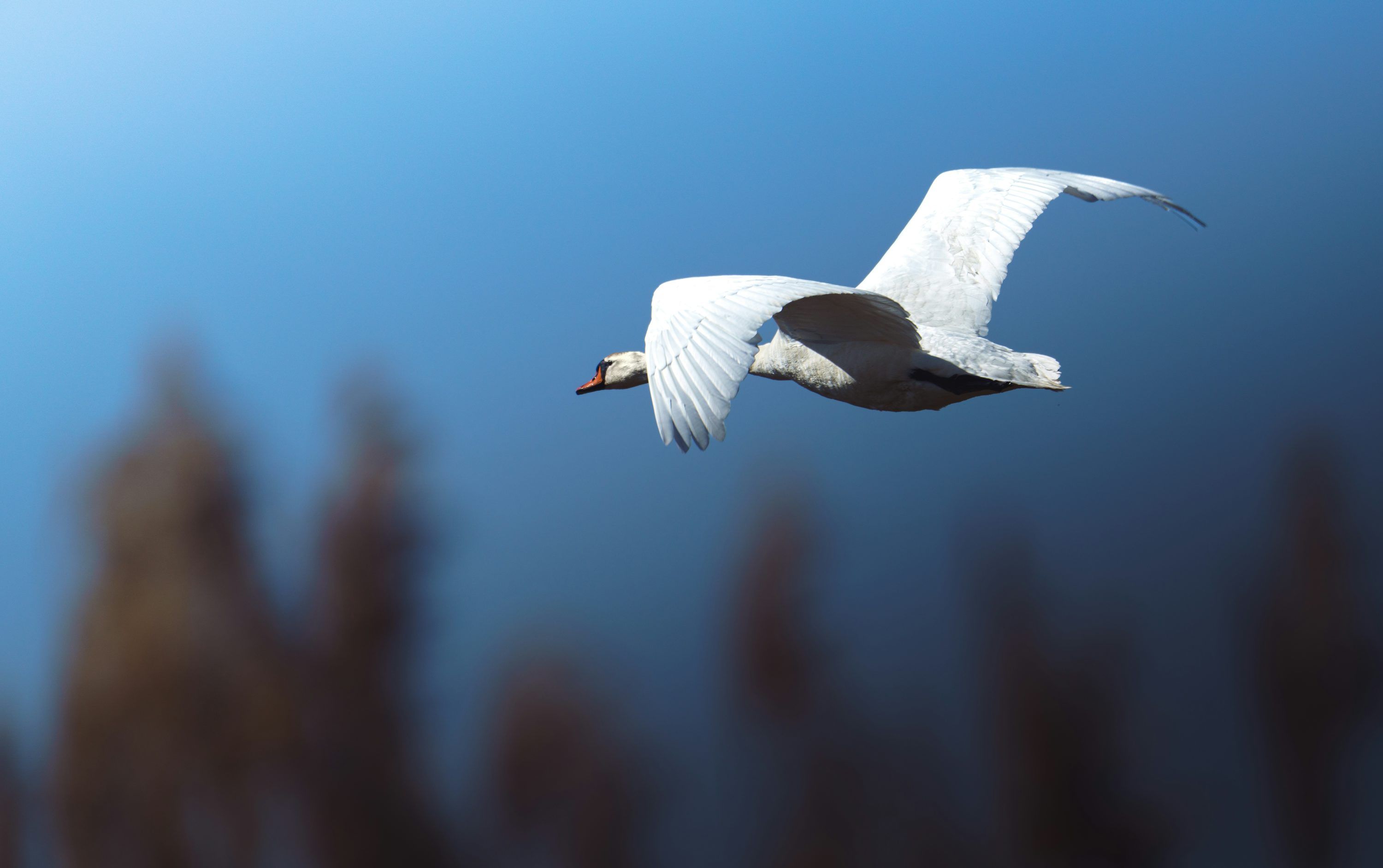 3000x1884 A swan flies gracefully against a clear blue sky. photo