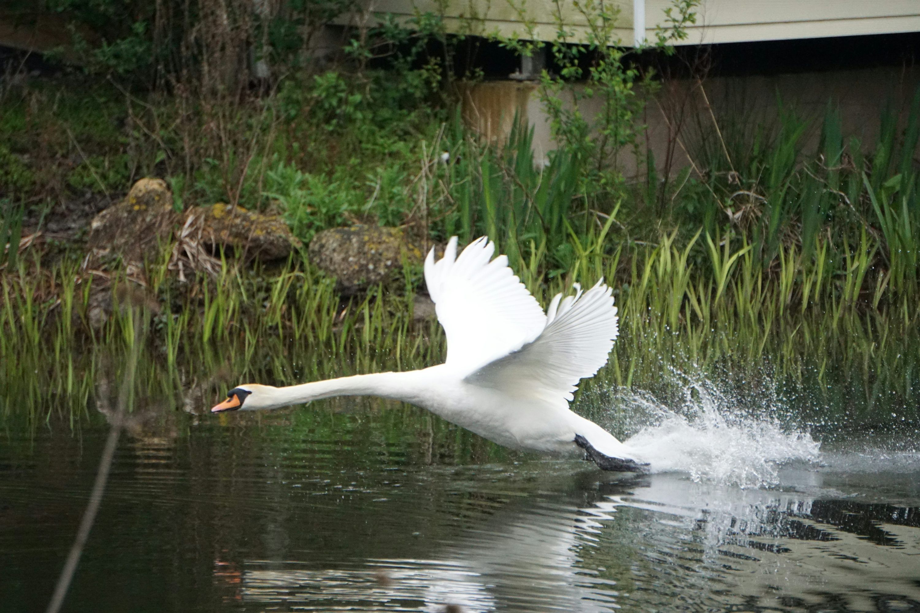 3000x2000 A swan takes flight over the water. photo