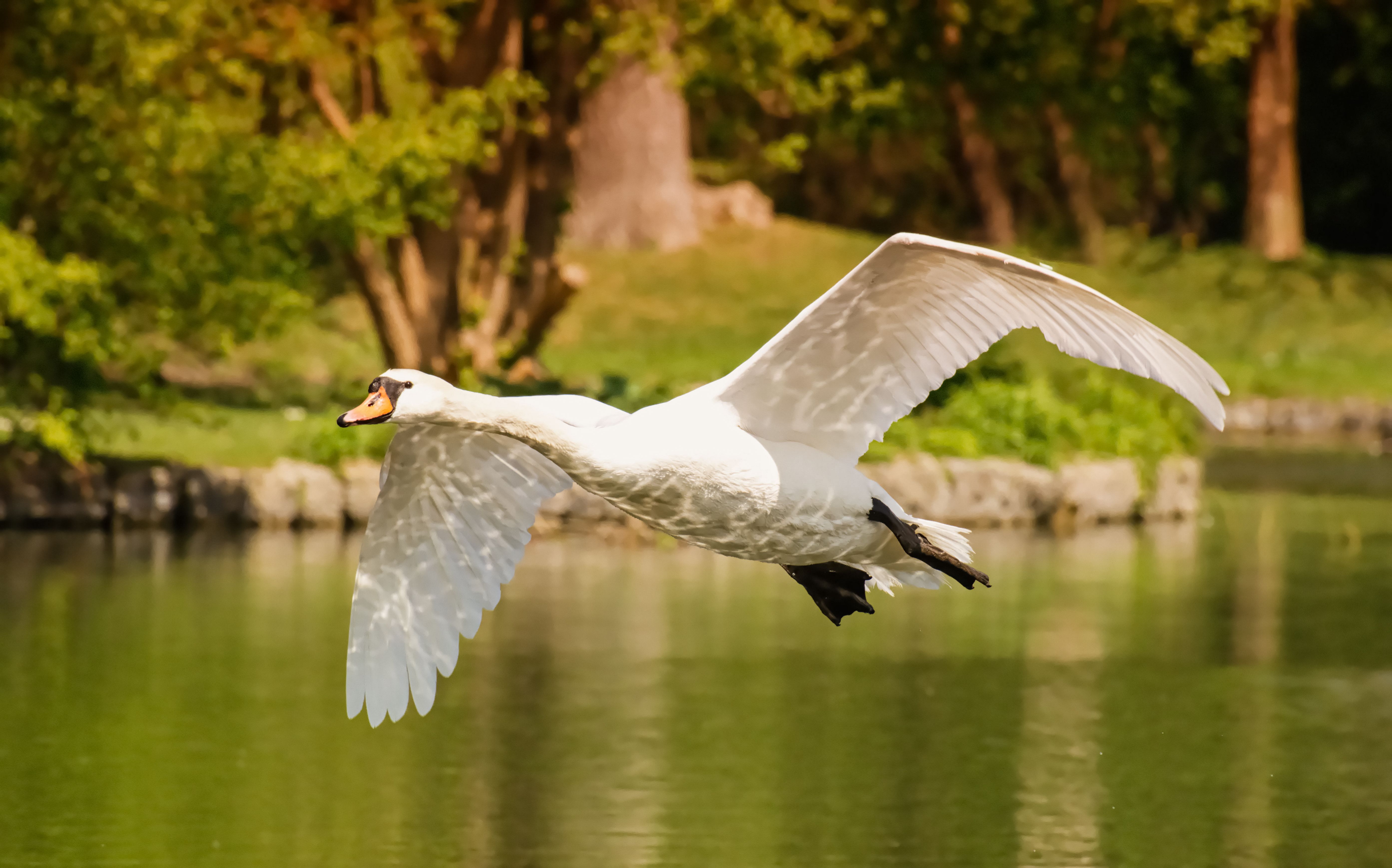 5574x3478 A Swan Flying Above the Water · Free