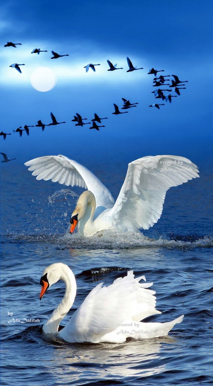 736x1331 Beautiful Swans Swimming in the Water. Swans flying together picture, Beautiful swan picture, Swan photography