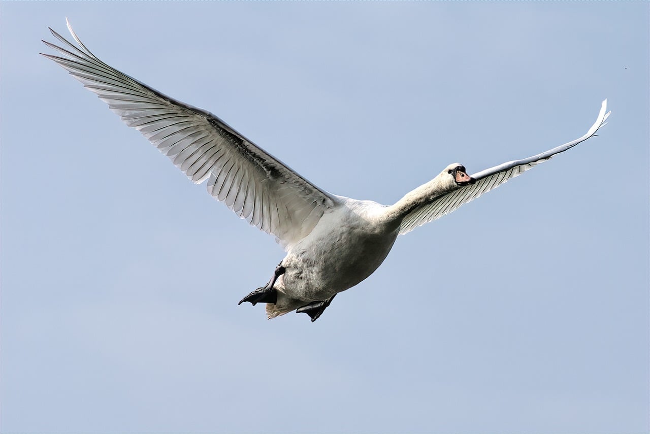 1280x855 Free Flying Swans & Swan Image