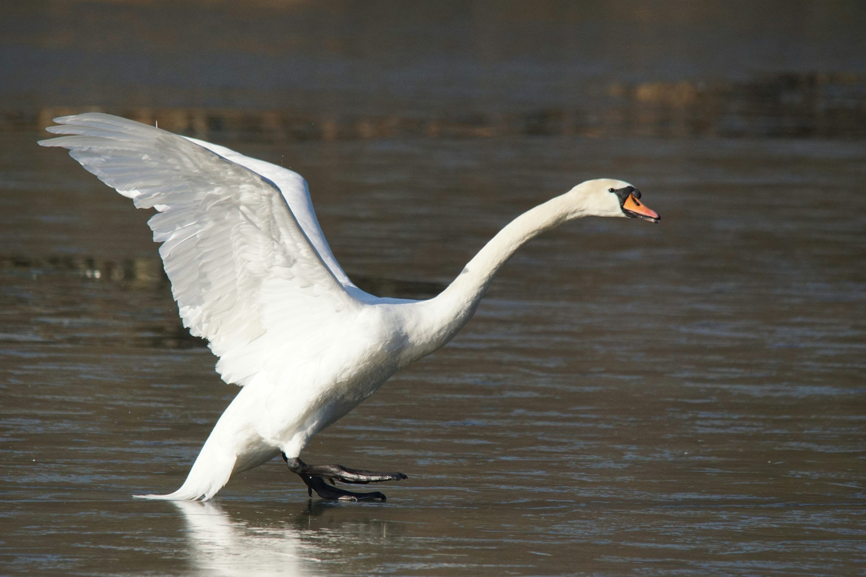 3000x2000 A large white bird with its wings spread photo