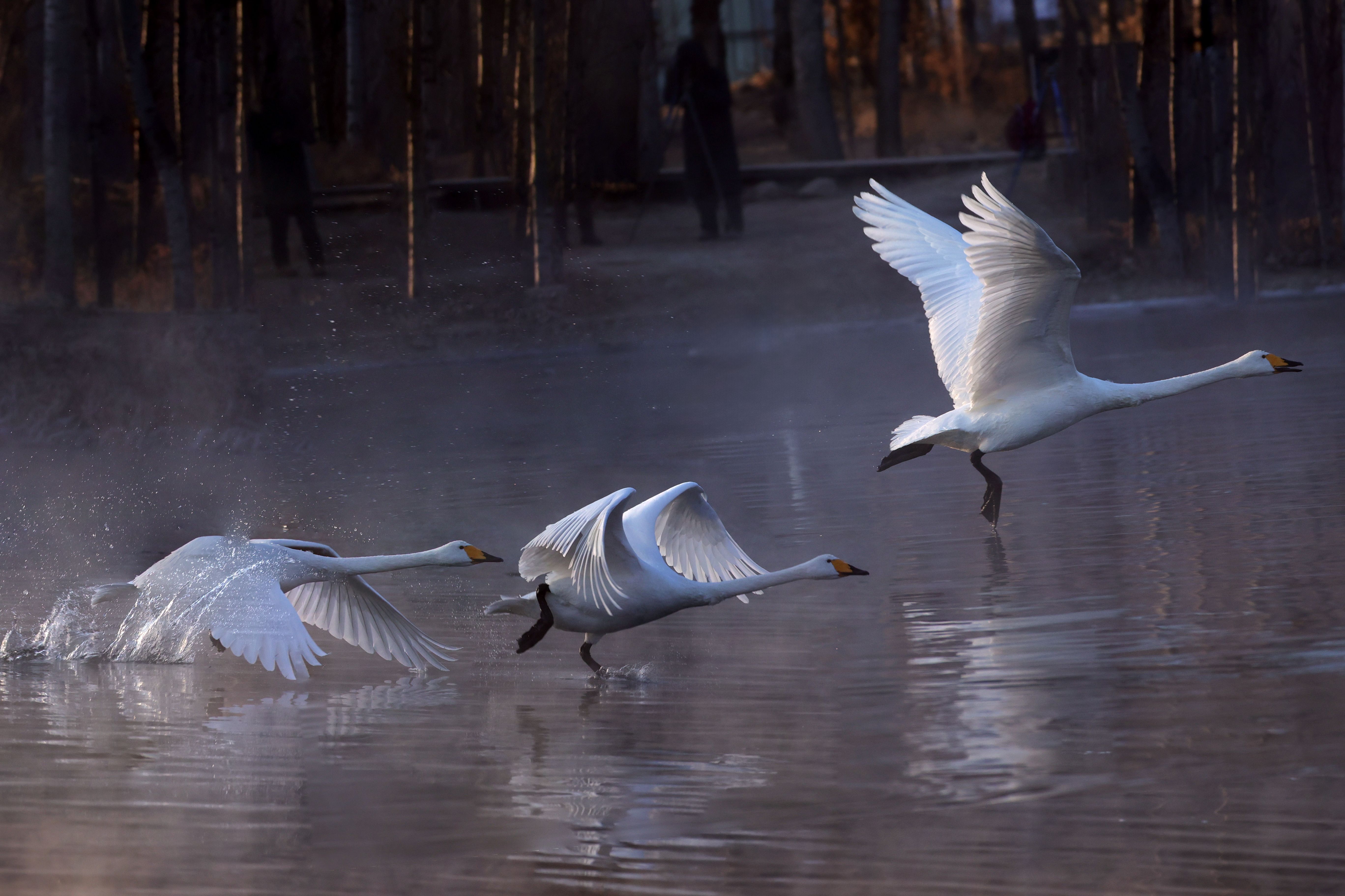 5472x3648 Swan Fly Photo, Download The BEST Free Swan Fly & HD Image