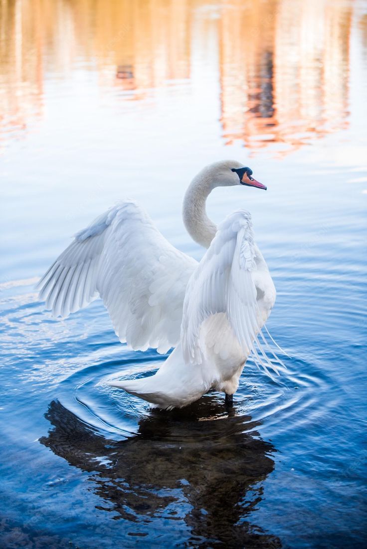 736x1102 White swan is flapping its wings on a lake above calm blue water surface background