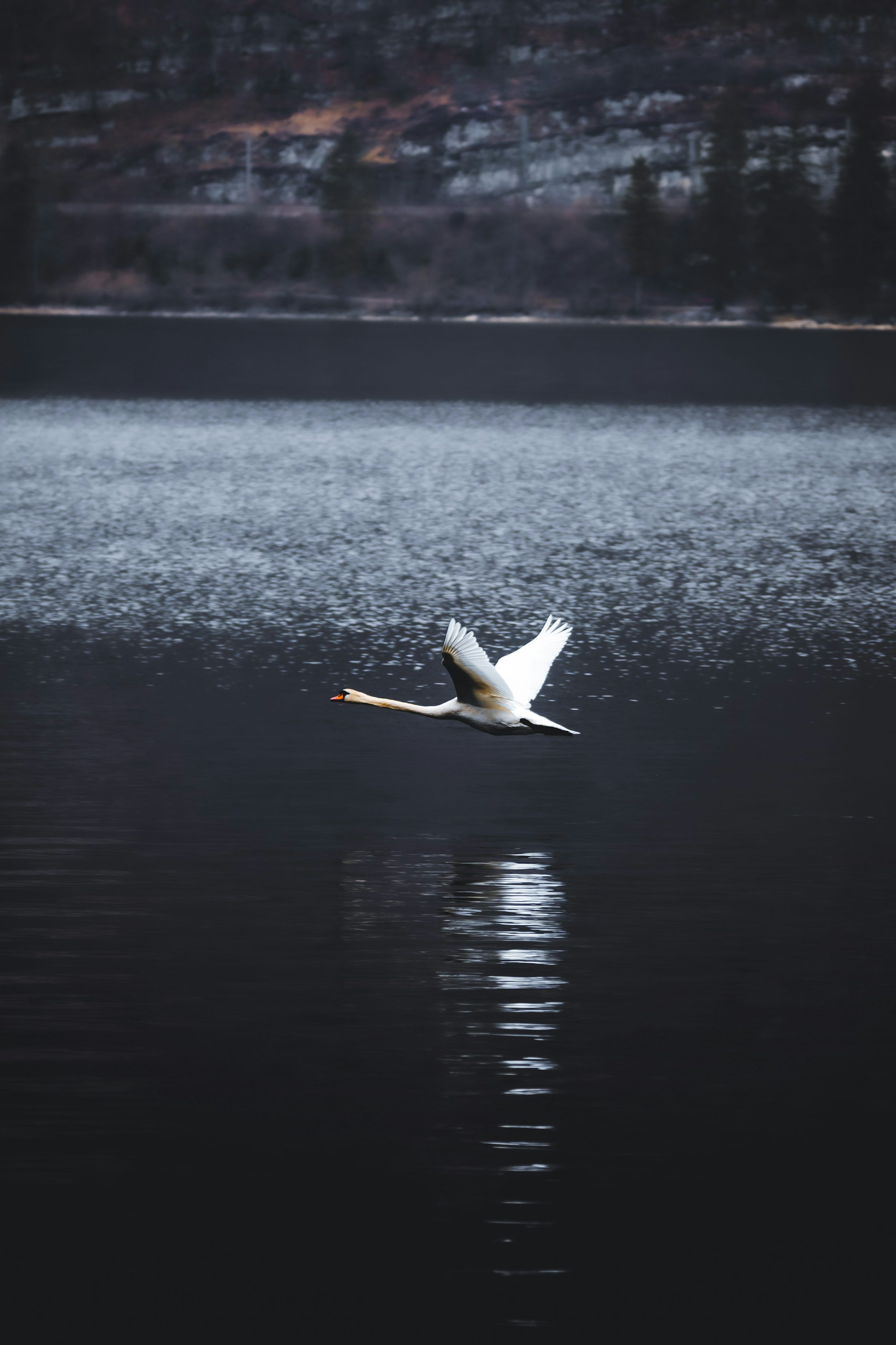3000x4501 White bird flying over the sea during daytime photo