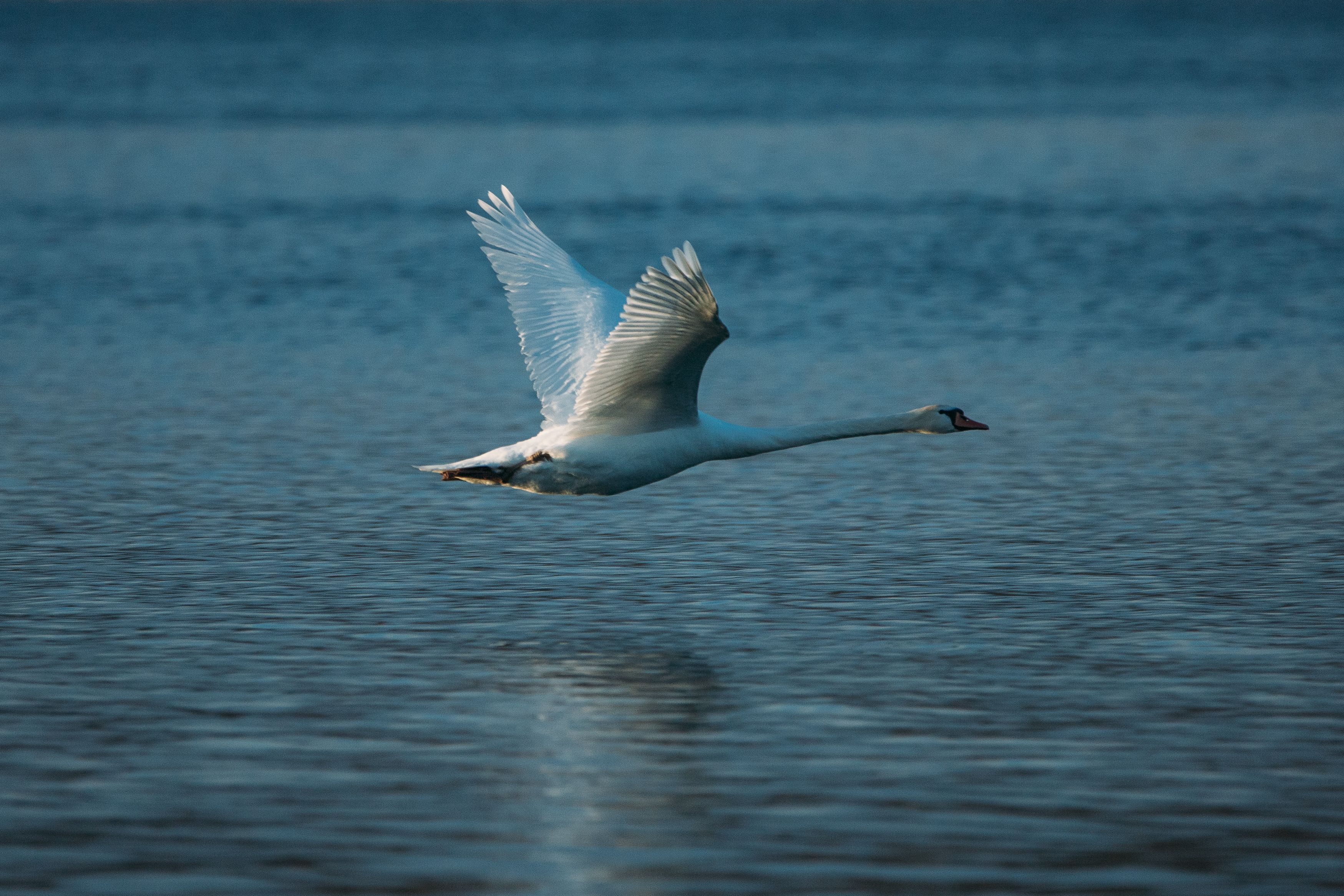 3498x2332 Selective Focus of Mute Swans Flying Over Water · Free