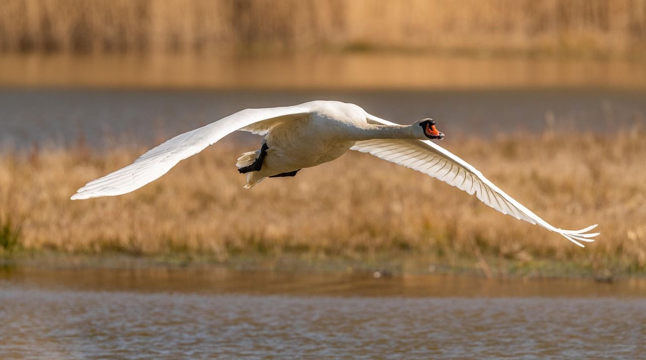 1280x714 Free Swan Taking Flight & Swan Image