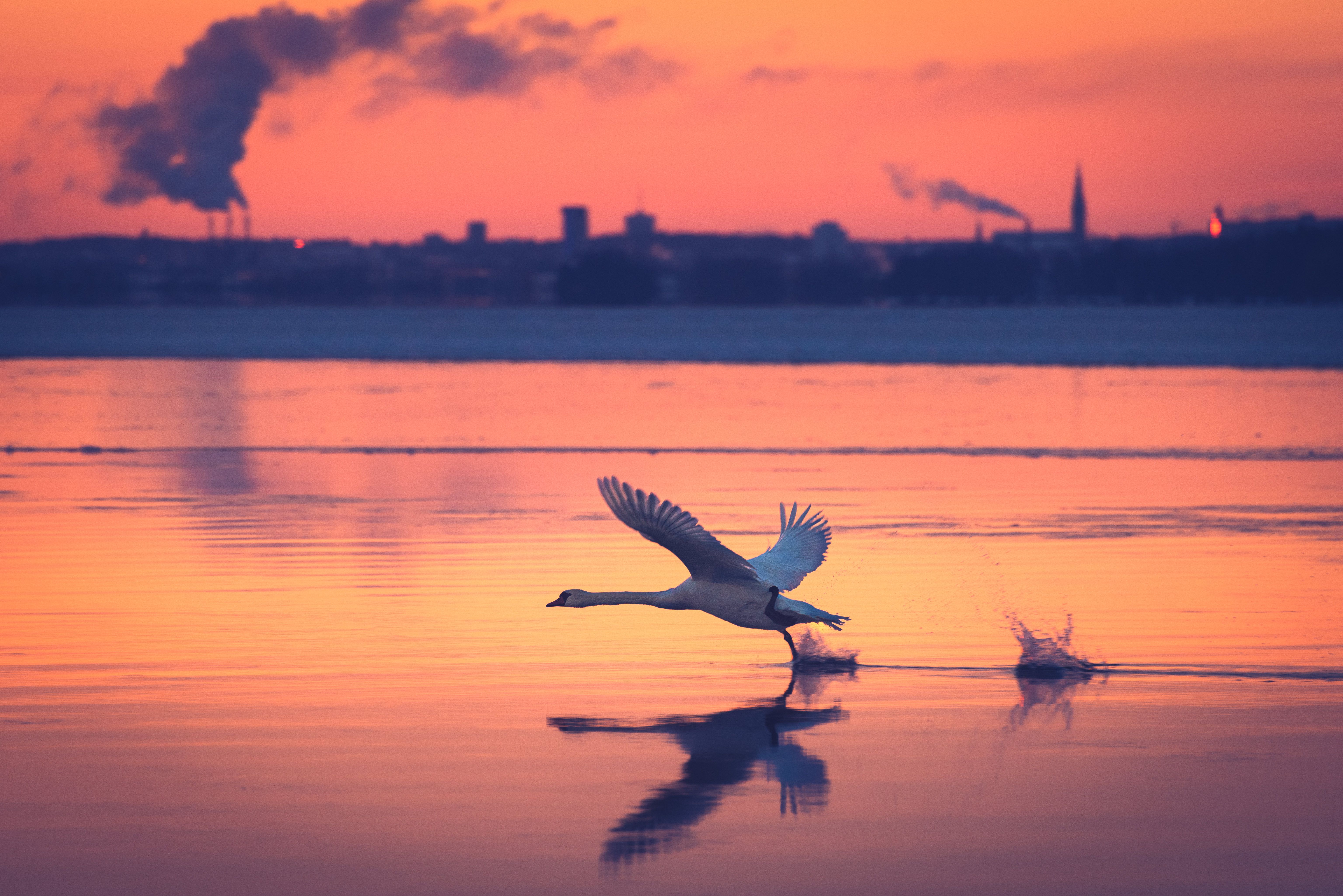 6143x4100 Swan trying to fly Wallpaper 4K for Desktop