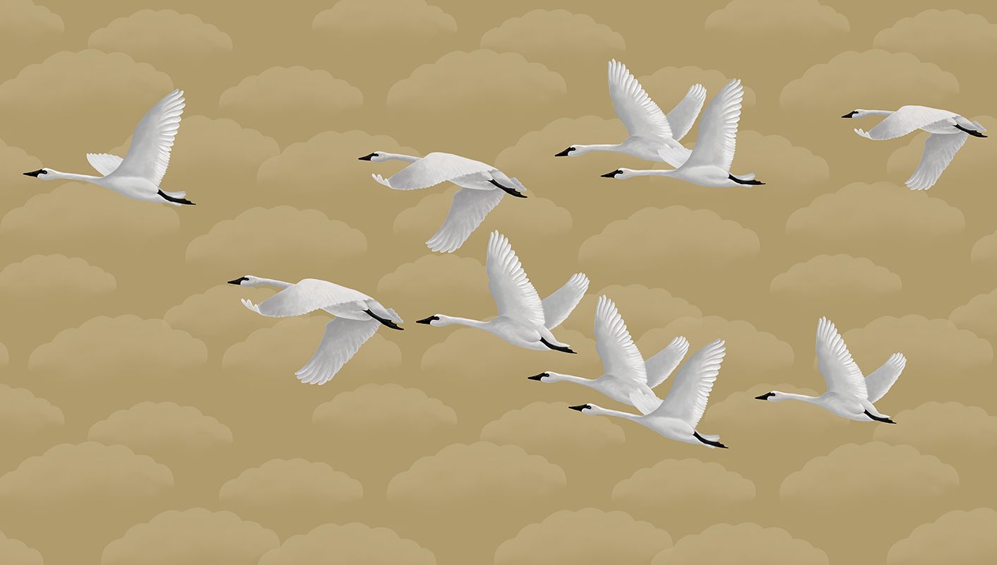 1412x800 Swan Sky Lake