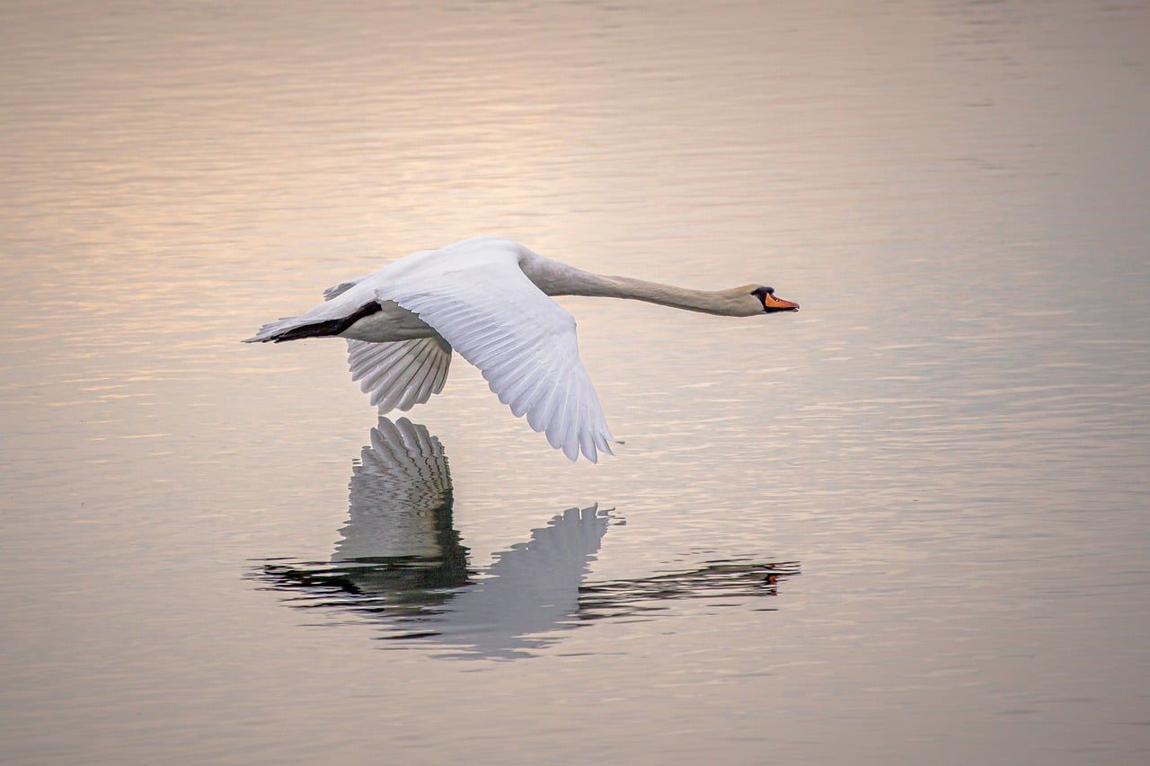 1280x853 Free Swan Flight & Swan Image