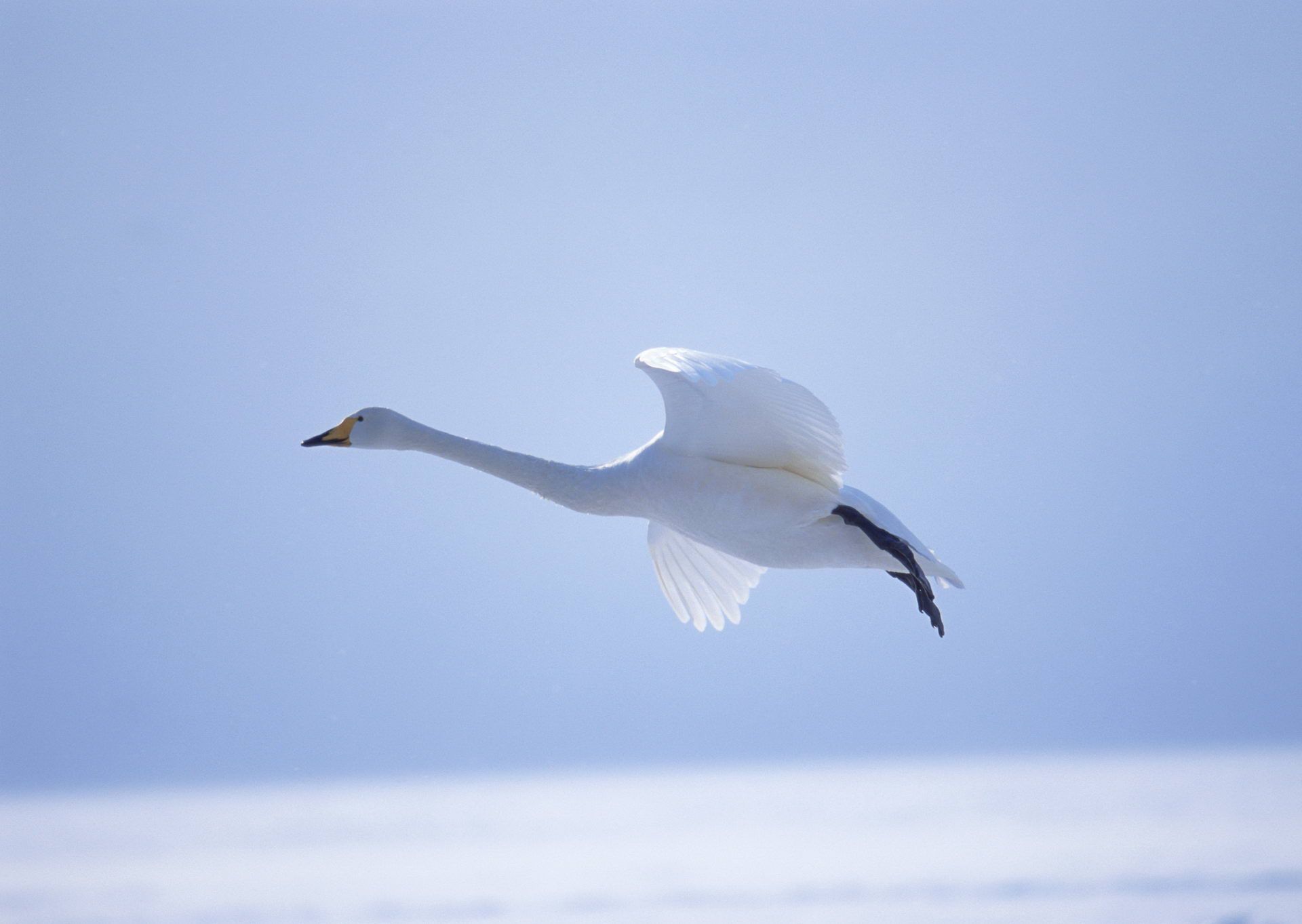 1920x1363 Majestic Whooper Swan in Flight. HD Nature Wallpaperx1363