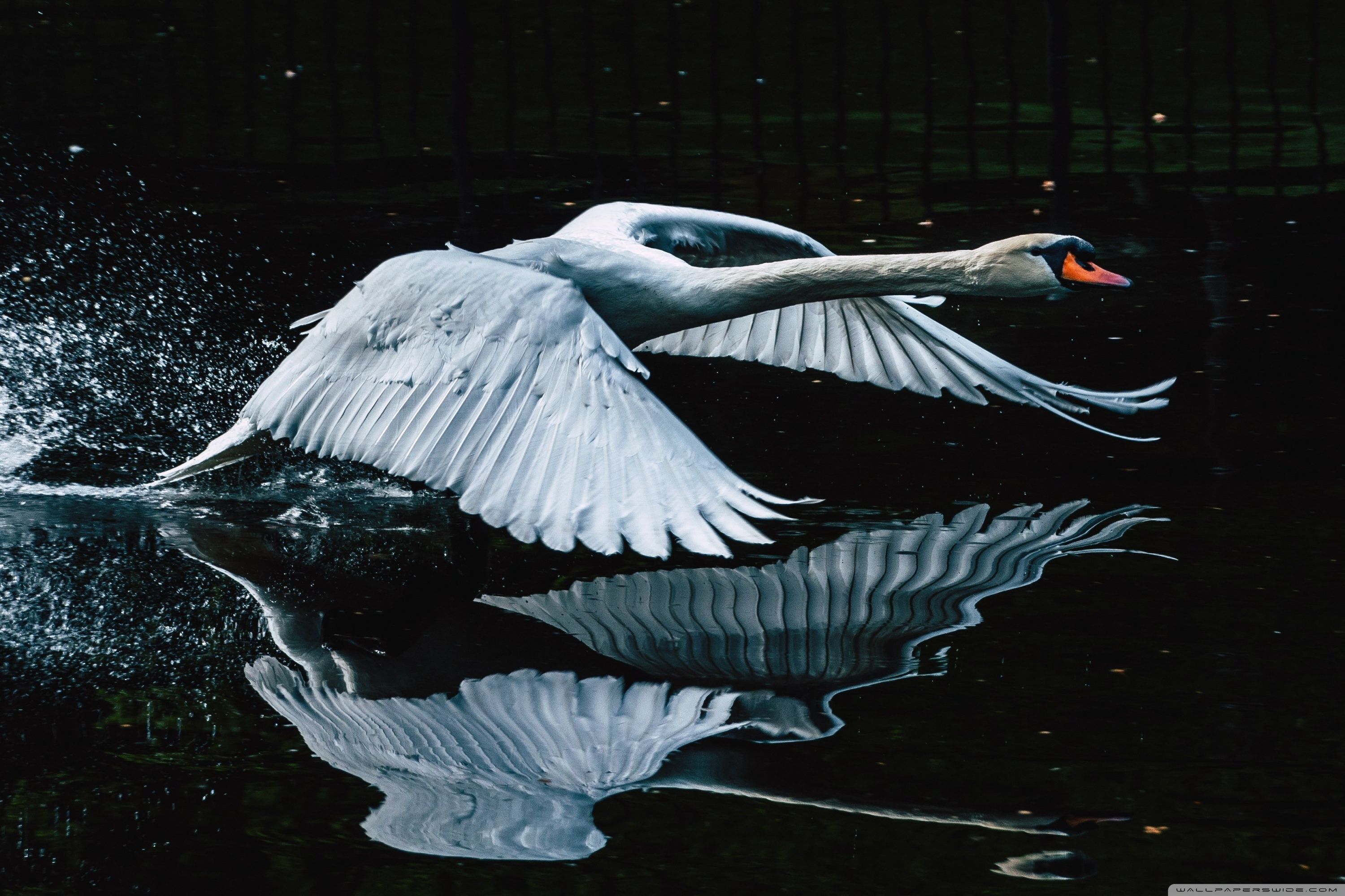 3000x2000 Majestic Swan Taking Flight 4K UHD Wallpaper for UltraHD Desktop and TV : Widescreen and UltraWide Display