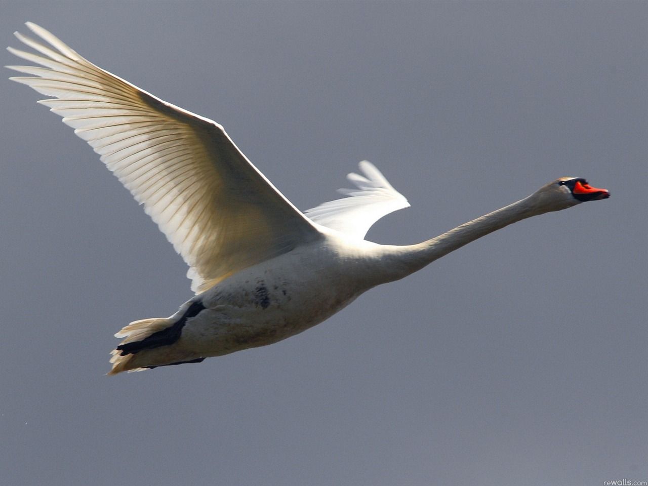 1280x960 Swan Flying Sky Bird HD Photo Wallpaper