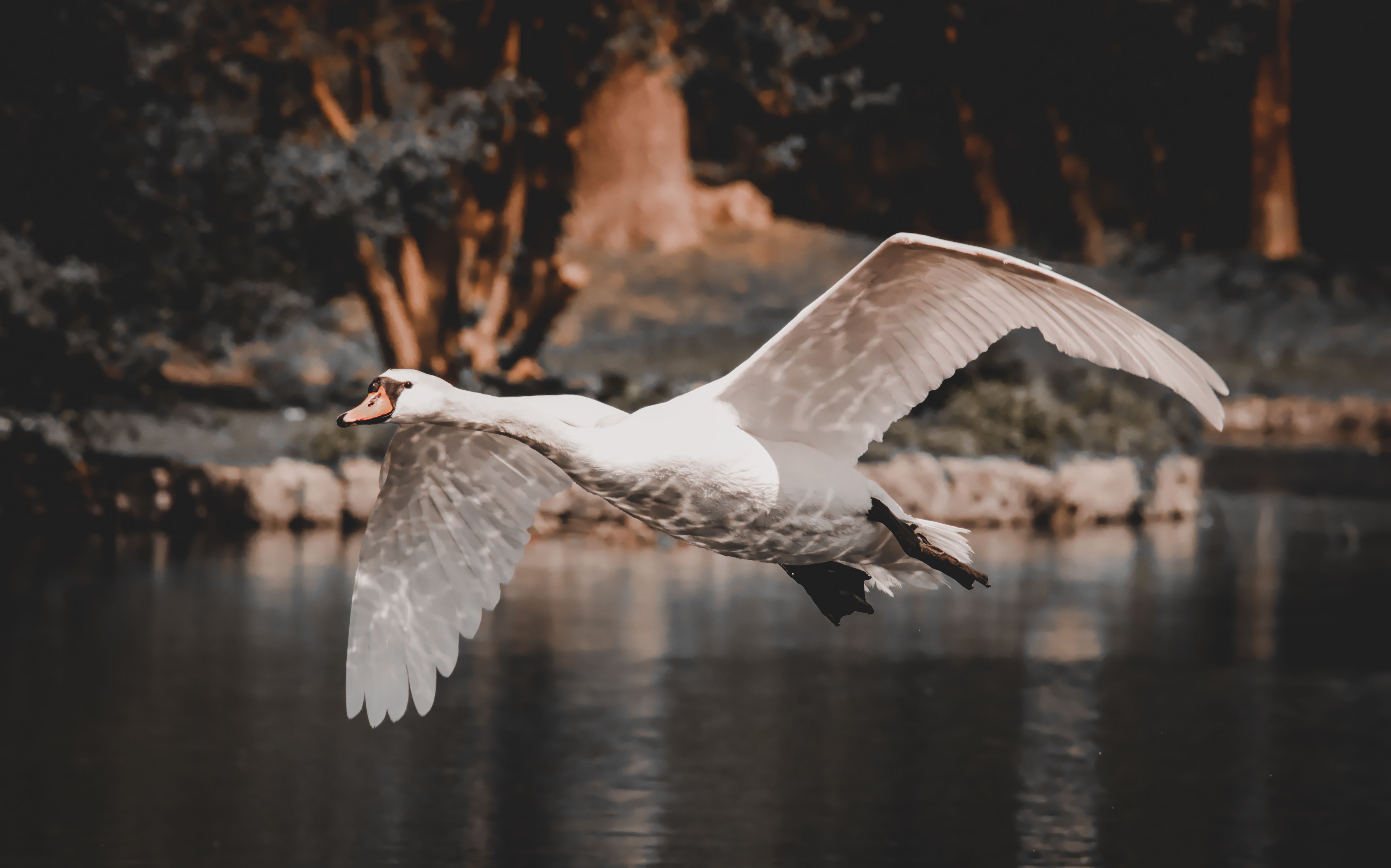 5574x3478 A Swan Flying Above the Water · Free