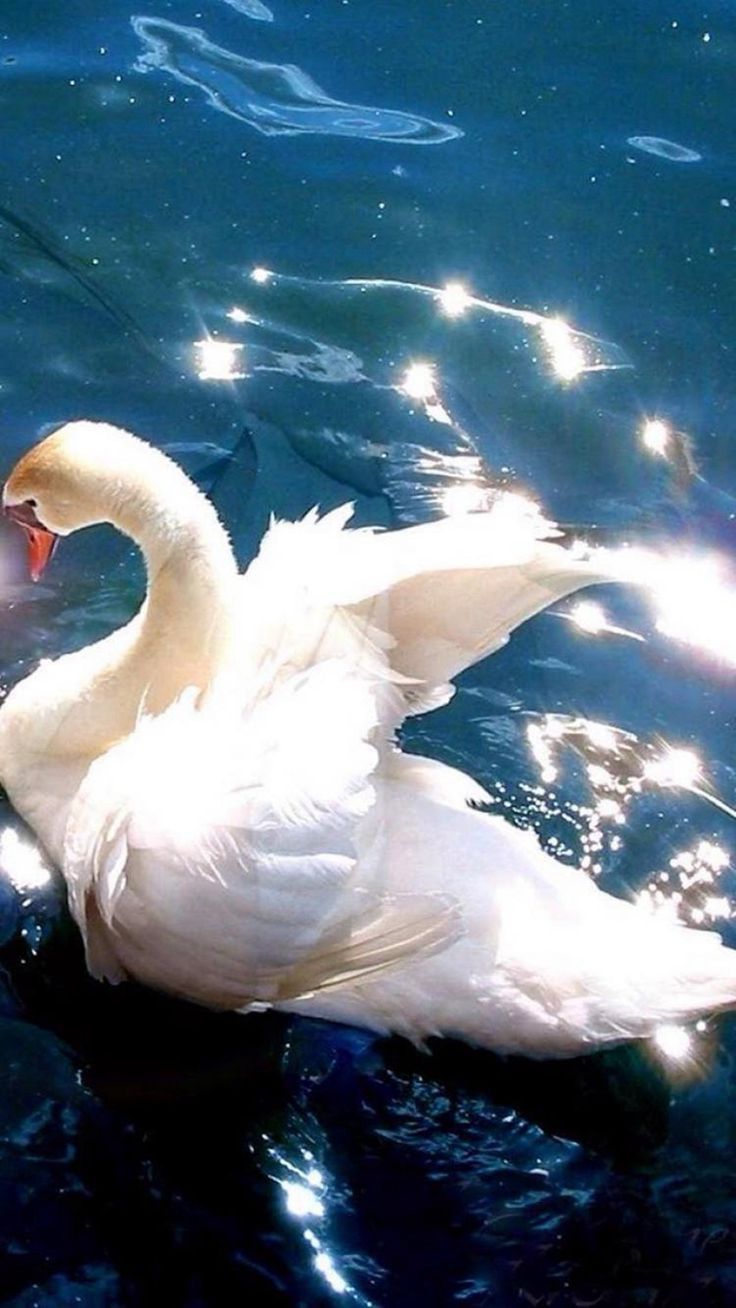 736x1308 Bright White Swan Swimming Clear Pool iPhone 8 Wallpaper